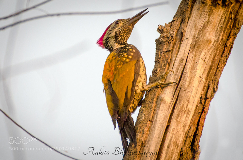 Nikon D5100 sample photo. Untitled photography