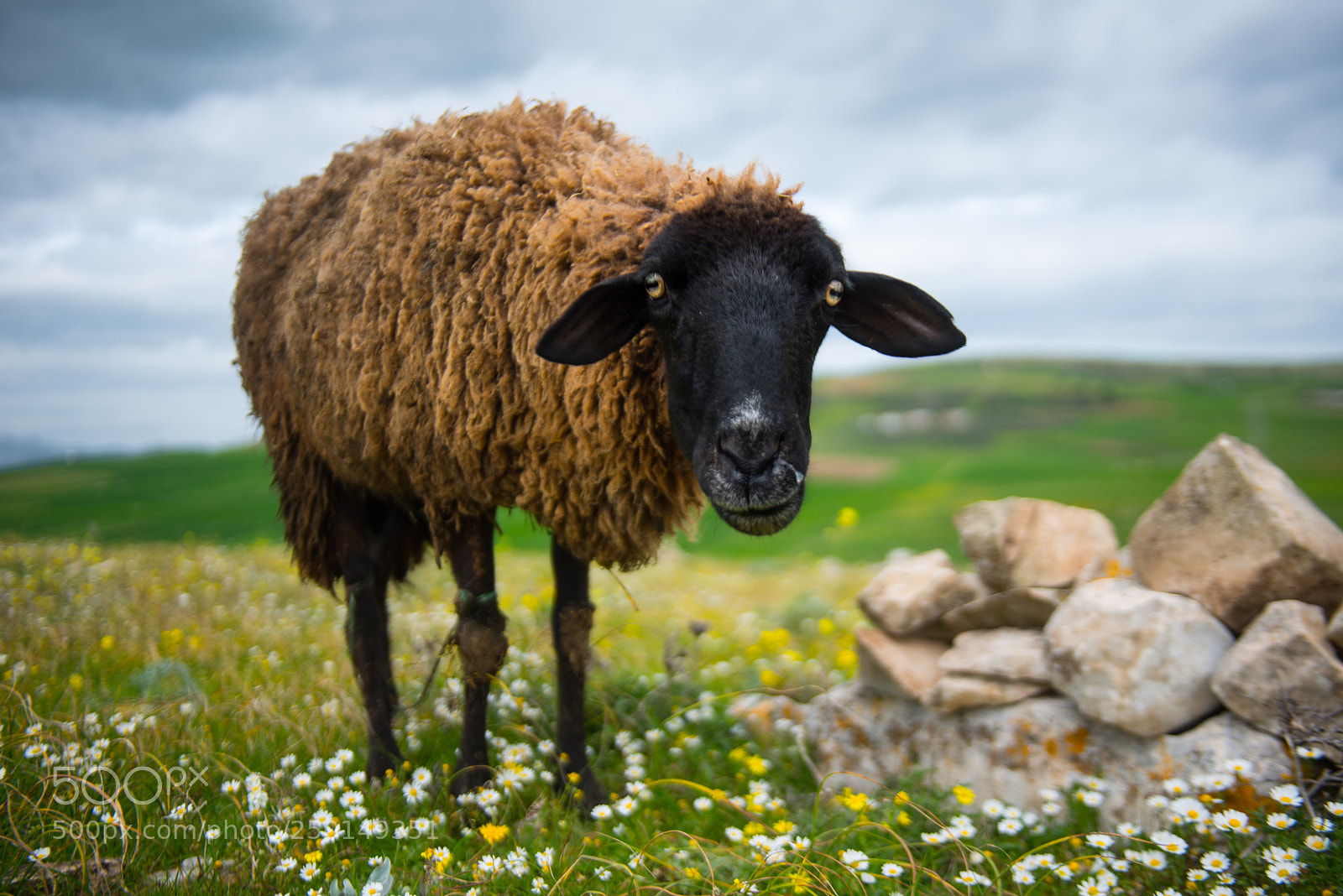 Nikon D800E sample photo. Black sheep photography