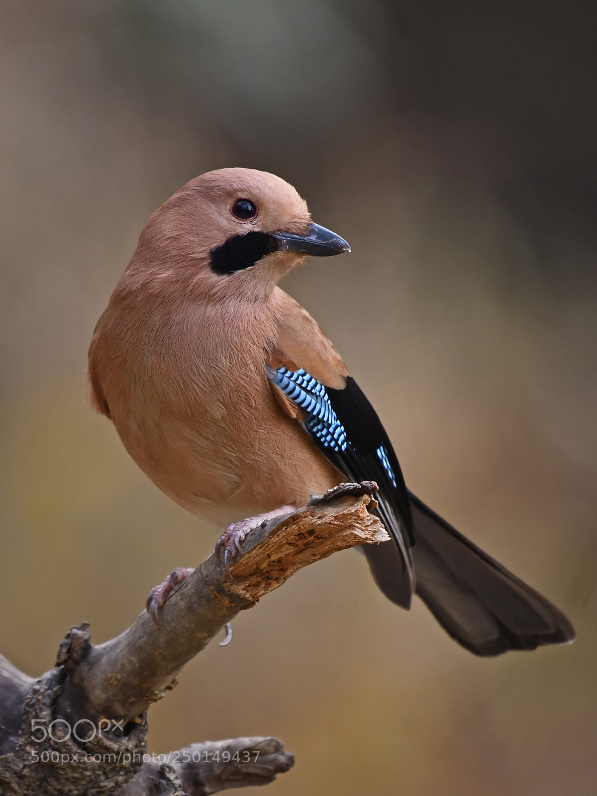 Nikon D500 sample photo. Eurasian jay photography