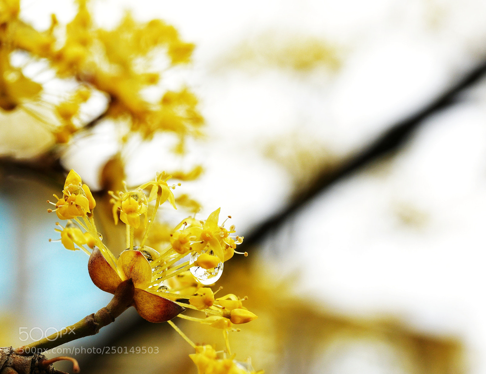Panasonic Lumix DMC-GX85 (Lumix DMC-GX80 / Lumix DMC-GX7 Mark II) sample photo. Japanese cornlian cherry photography
