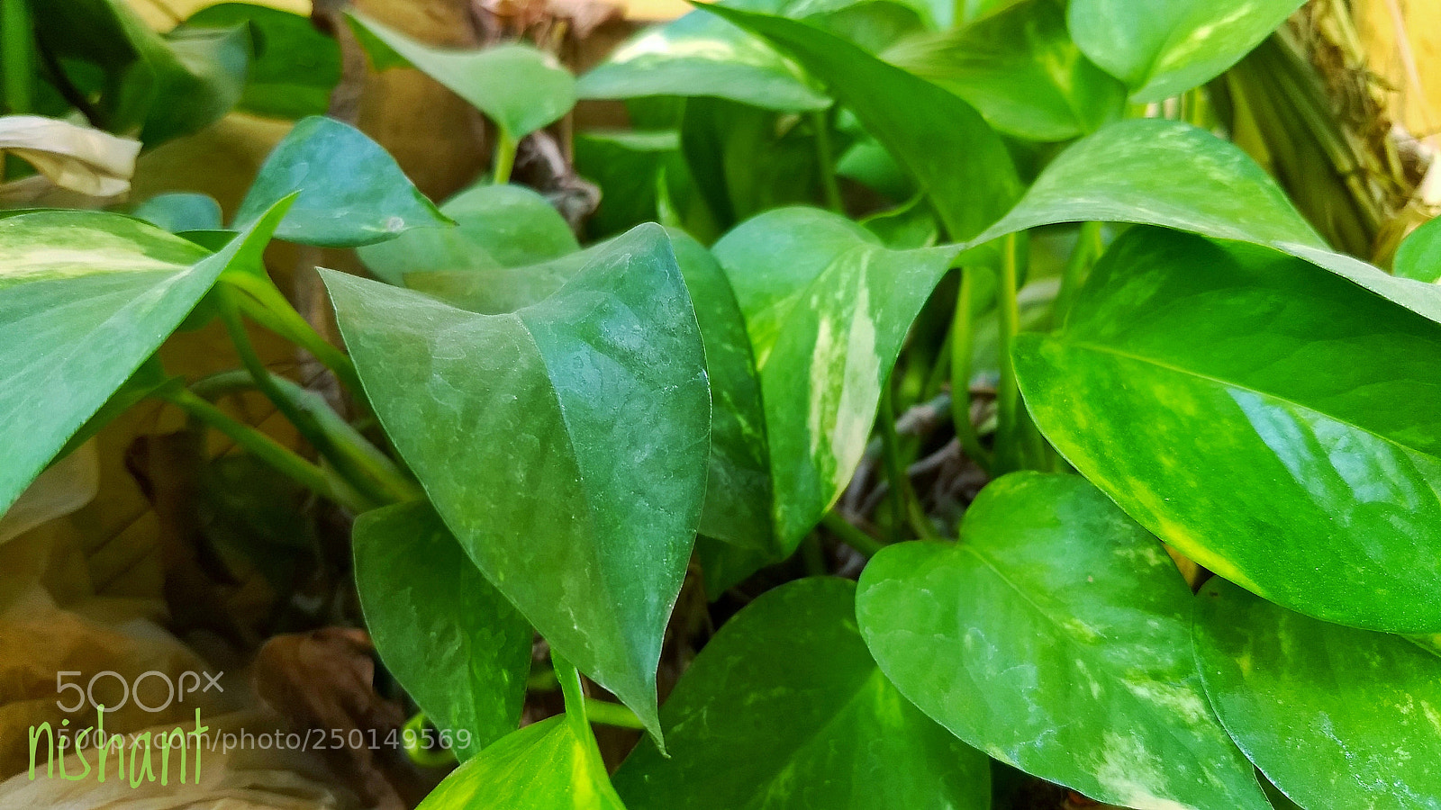 Motorola Moto G (5) Plus sample photo. Img_20180315_163418737-01.jpeg photography