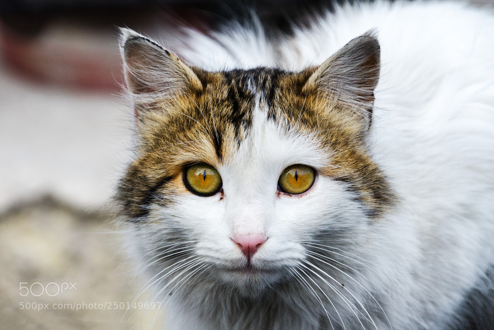 Nikon D7000 sample photo. Turkish cat photography