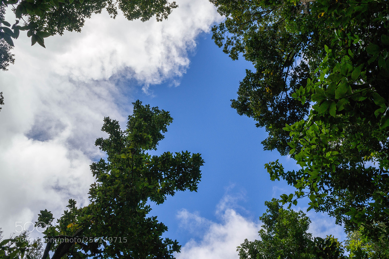 Nikon D3100 sample photo. Blue sky and green photography