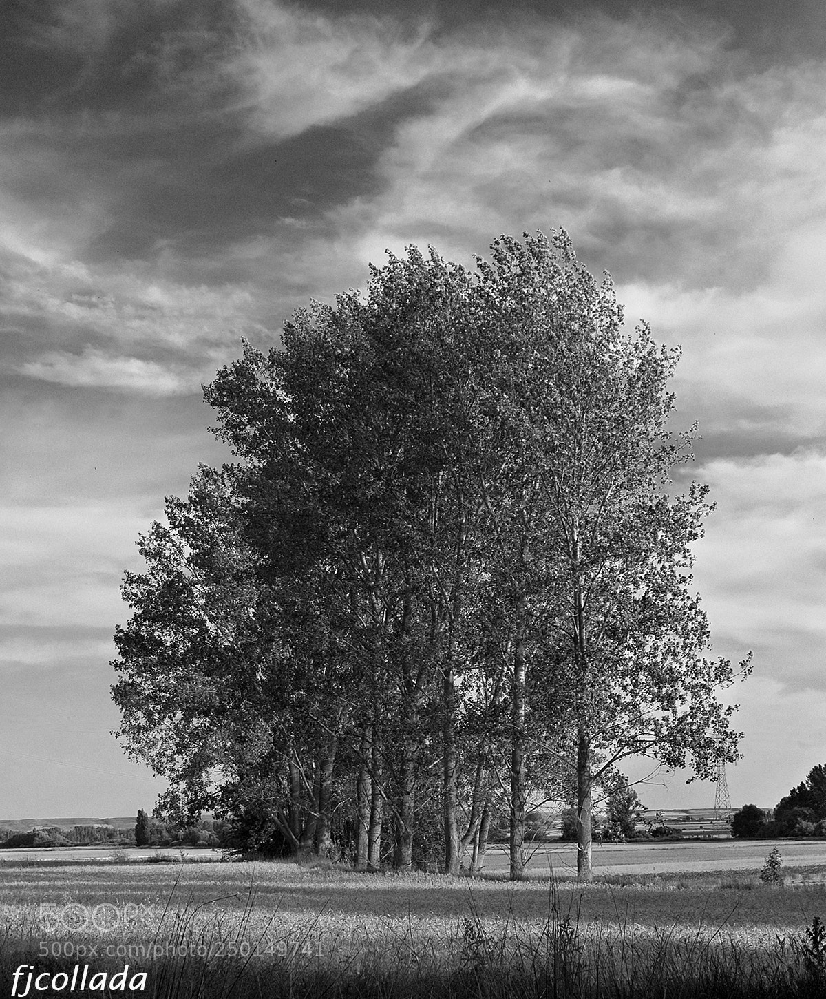 Nikon D40 sample photo. Árbol photography