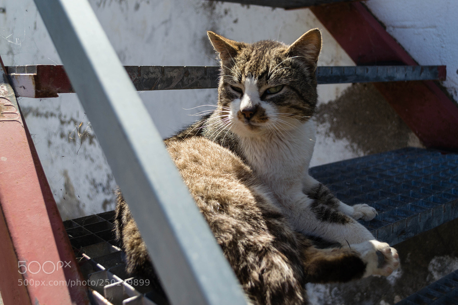 Nikon D3100 sample photo. Two-color cat lying on photography