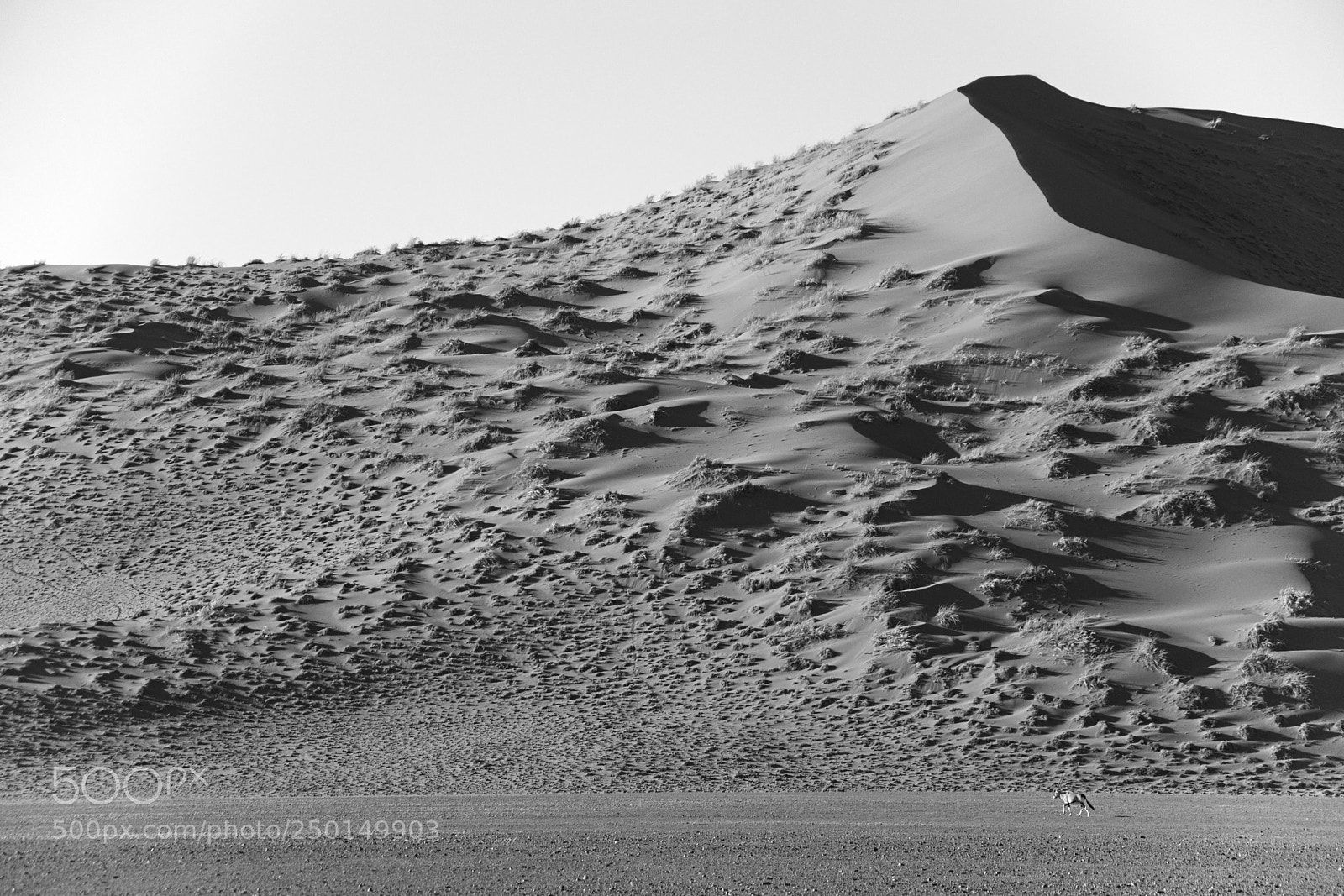 Nikon D3300 sample photo. More than a desert photography