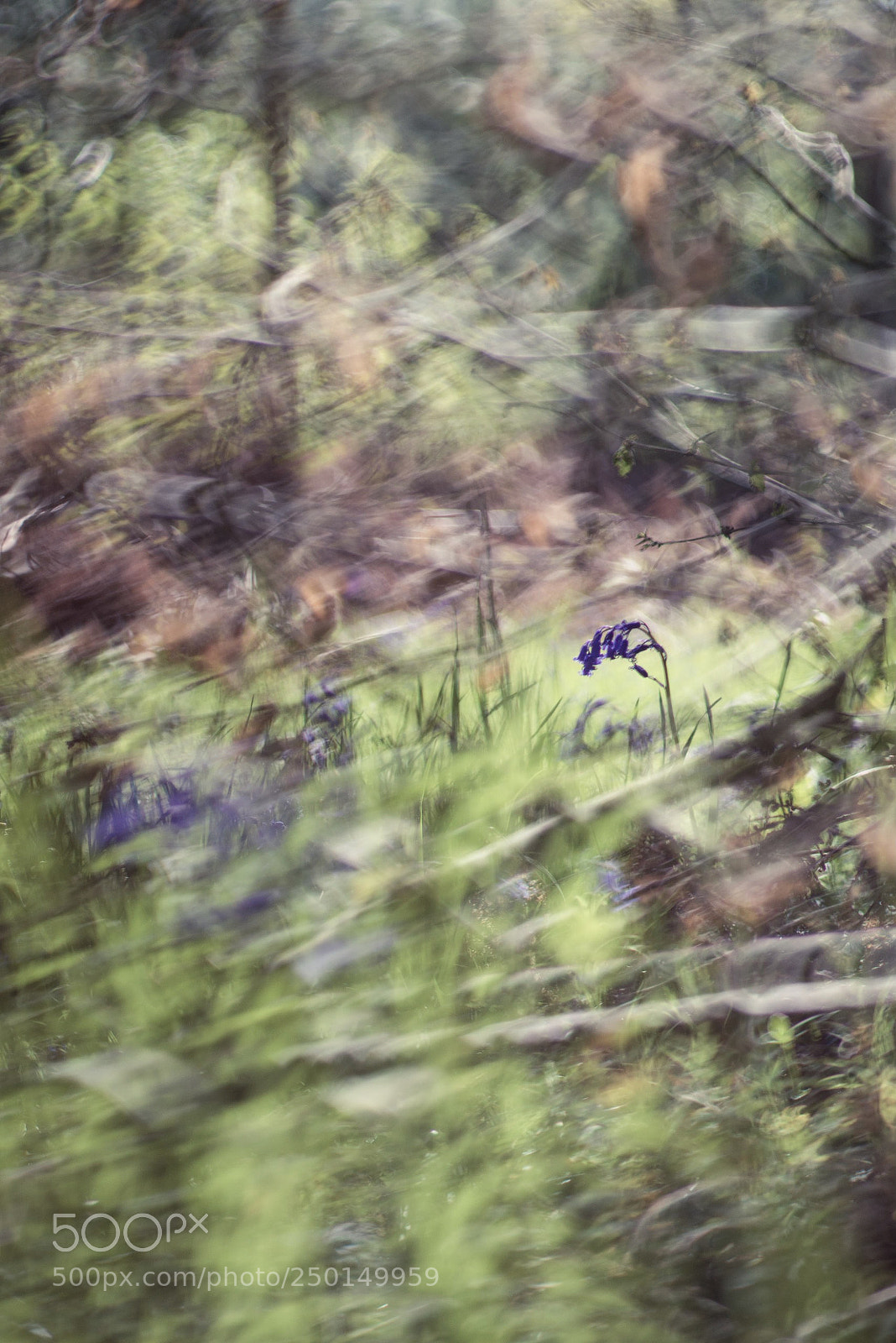 Nikon D610 sample photo. Jacinthe des bois photography