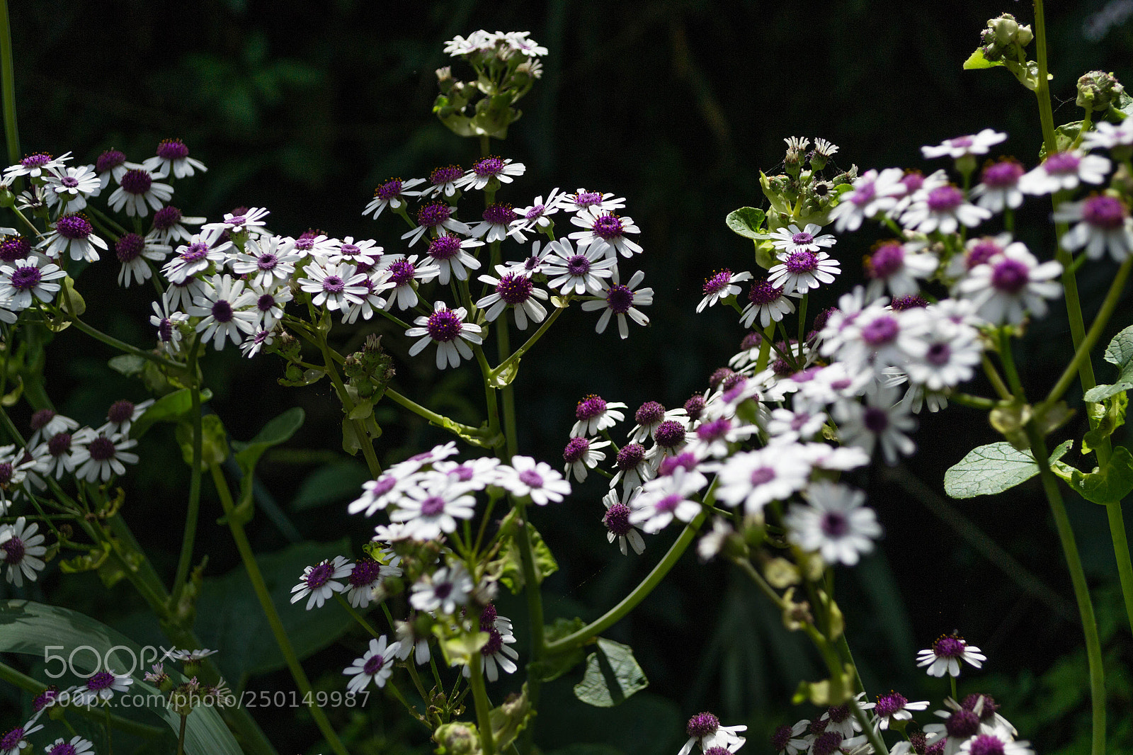 Nikon D3100 sample photo. White and violet flowers photography