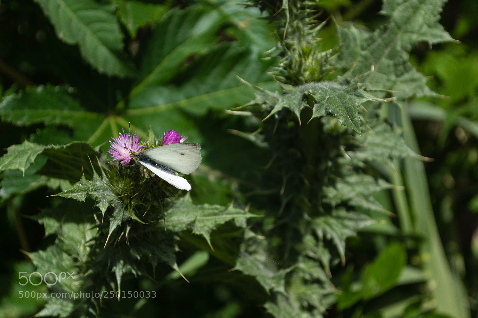 Nikon D3100 sample photo. White butterfly on violet photography