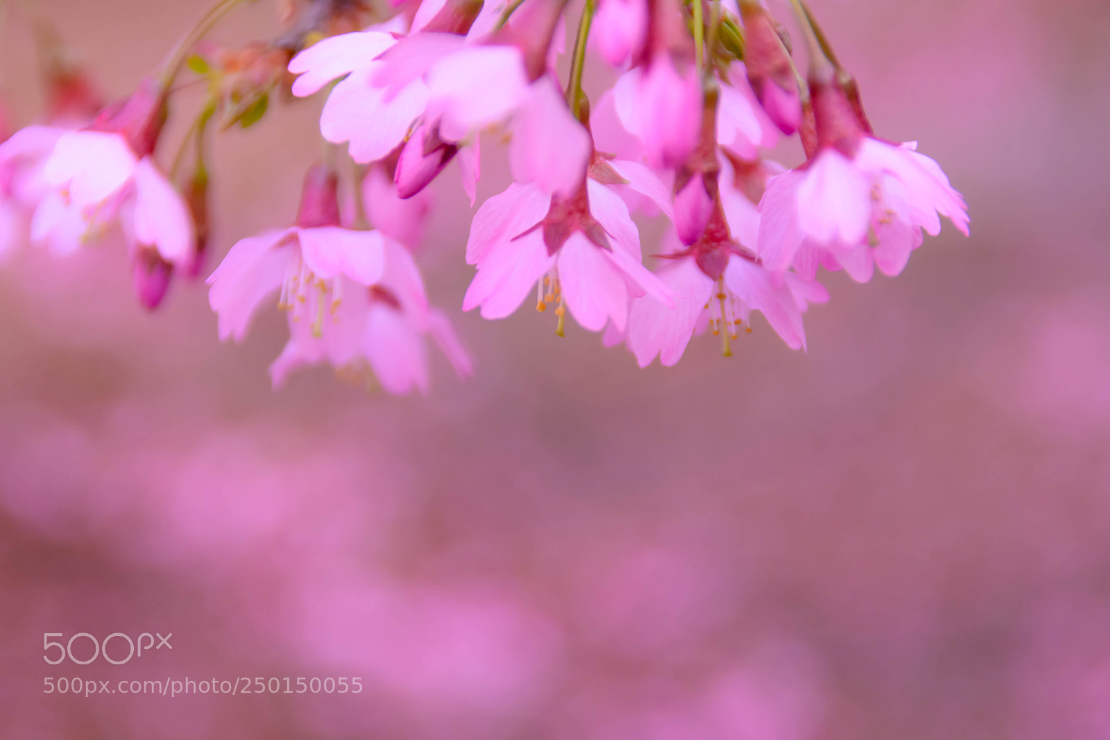 Nikon D5200 sample photo. サクラ photography