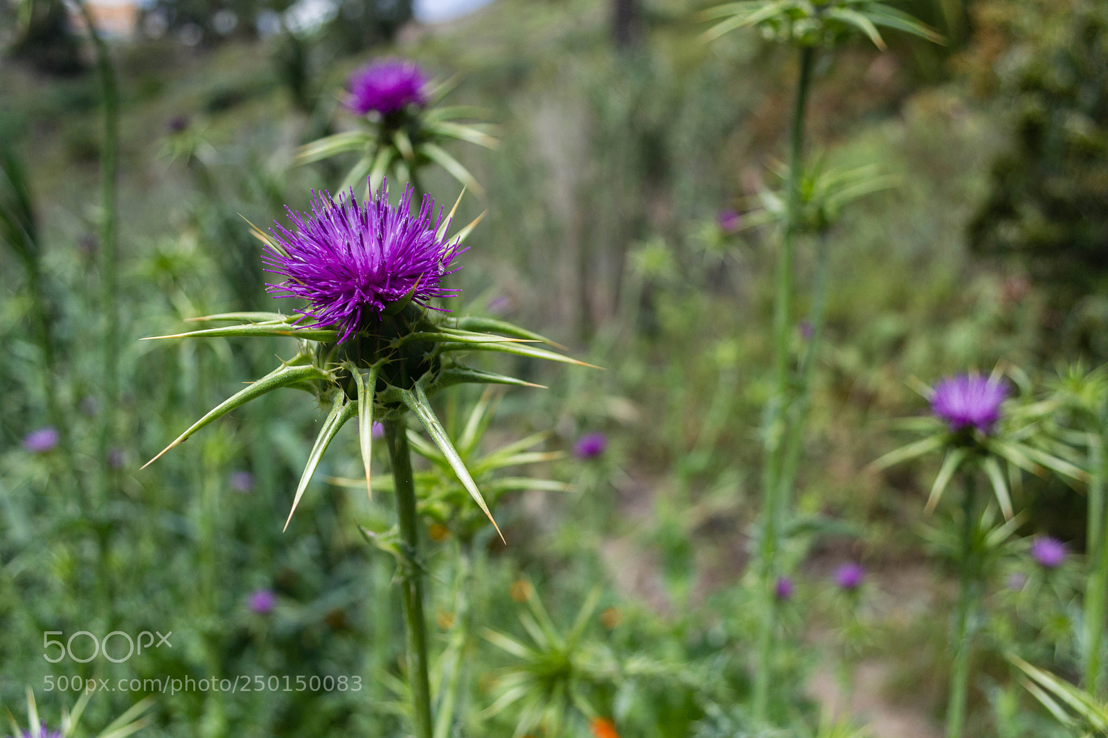 Nikon D3100 sample photo. Thistle flowers violet with photography