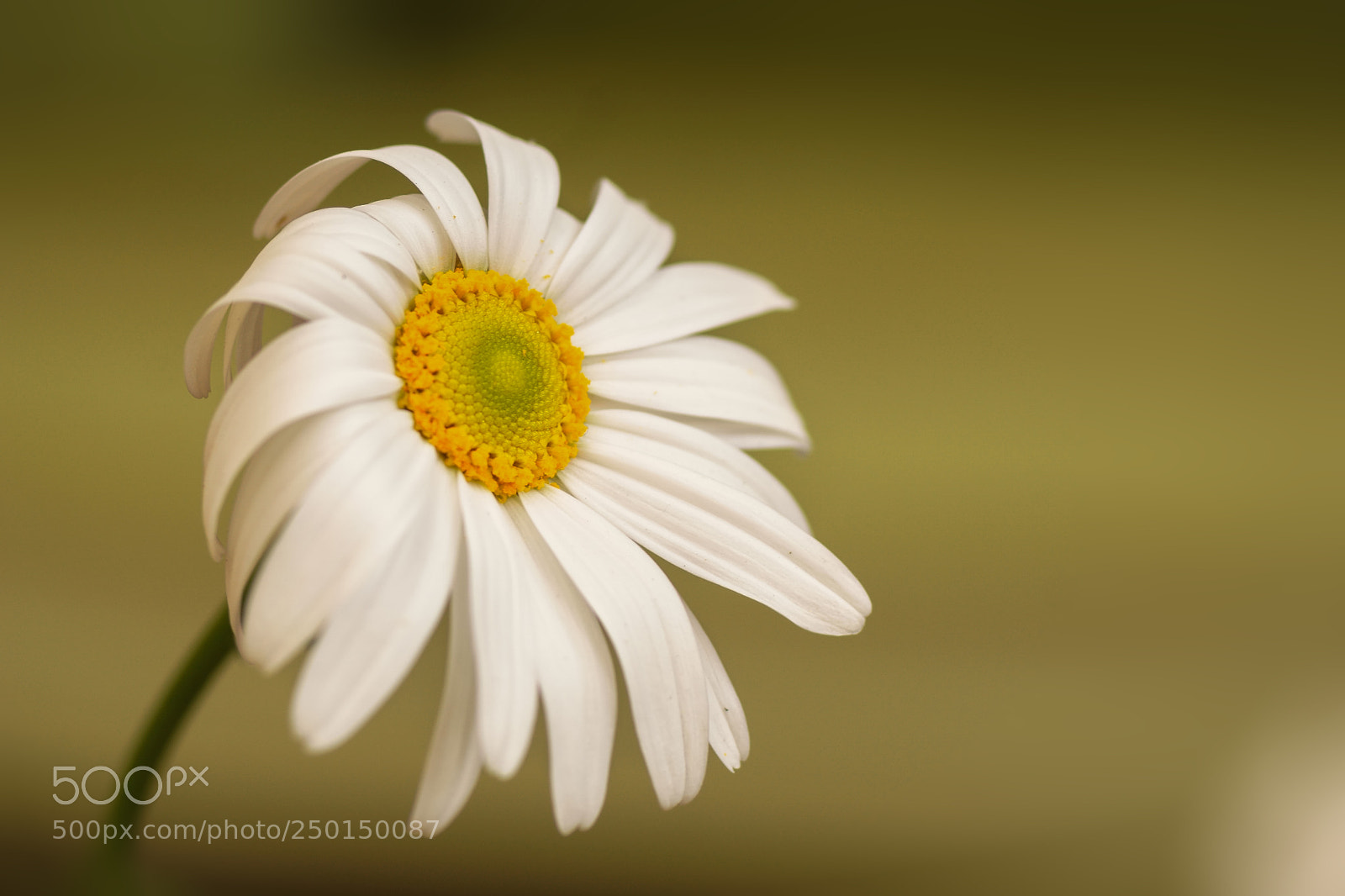 Sony a6000 sample photo. Sad daisy photography