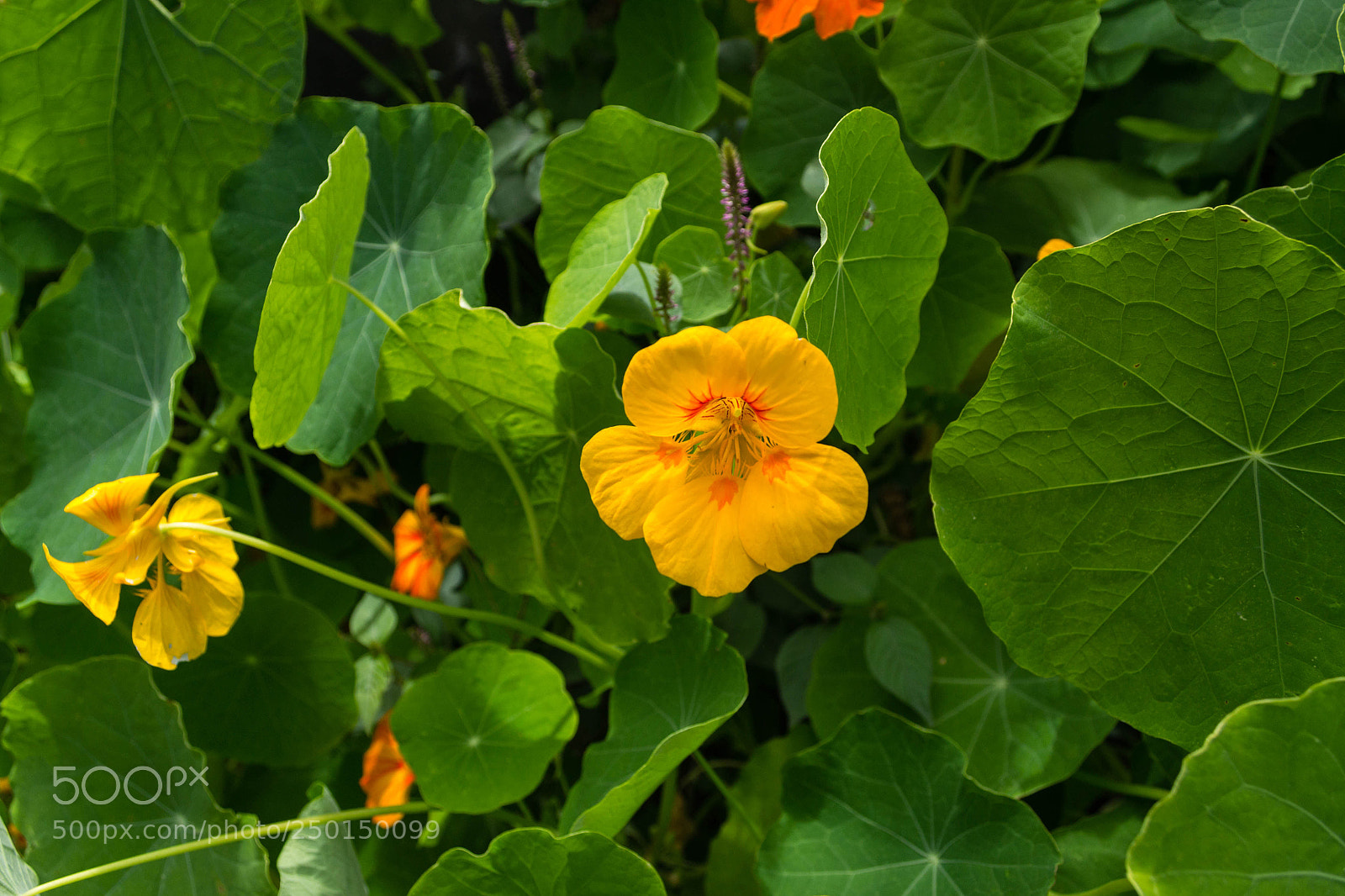 Nikon D3100 sample photo. Yellow flowers with stems photography