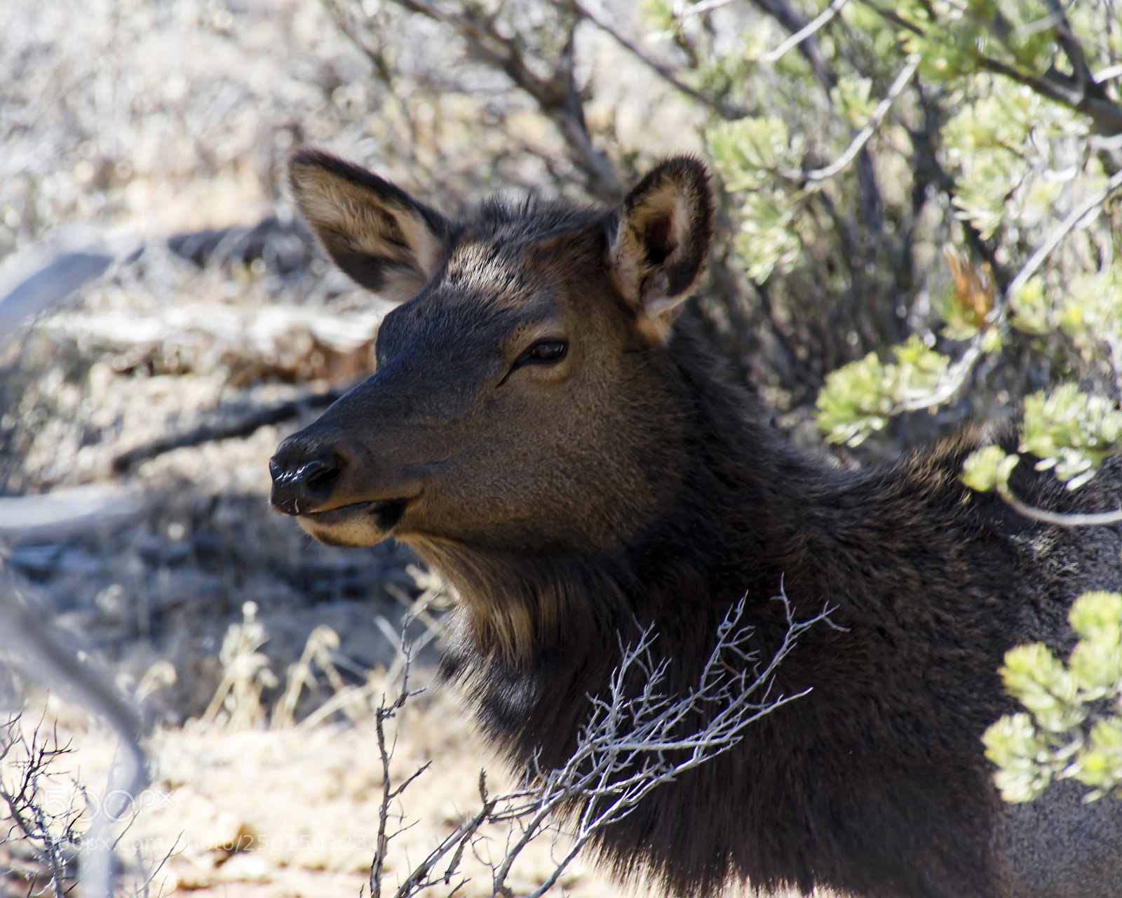 Nikon D7000 sample photo. Young moose photography