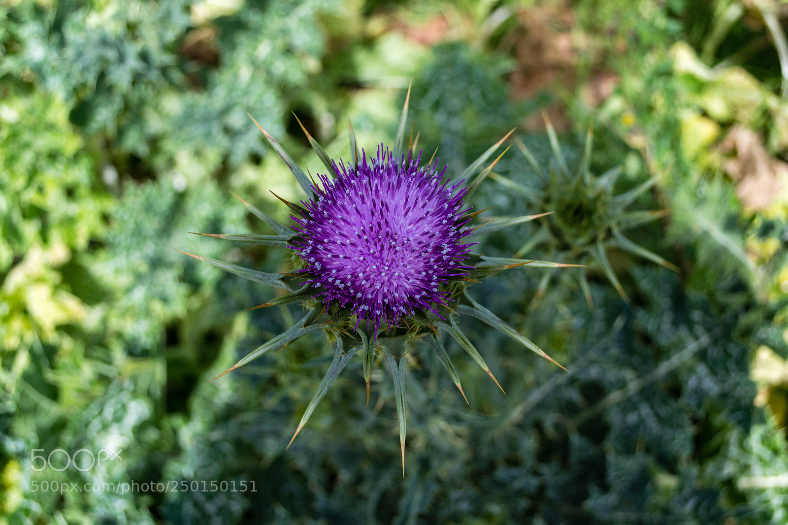 Nikon D3100 sample photo. Thistle flower violet with photography