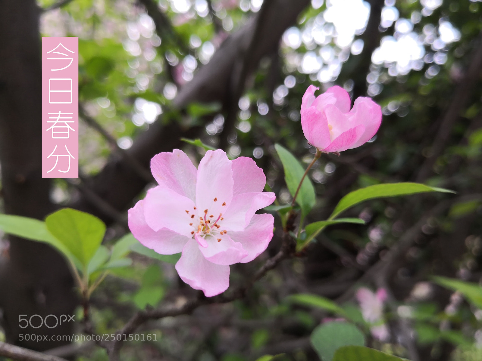 HUAWEI Mate 10 sample photo. Untitled photography