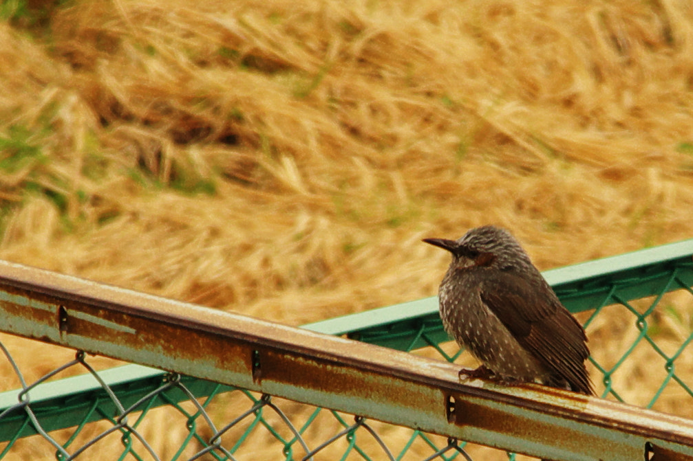 Pentax K-70 sample photo. Bird photography