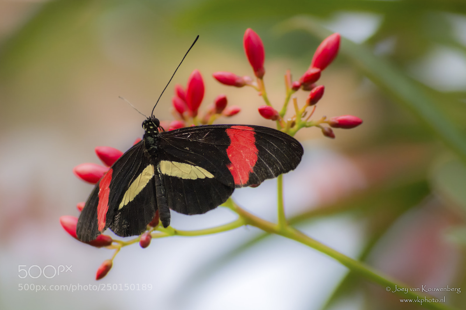 Nikon D5200 sample photo. Butterfly photography