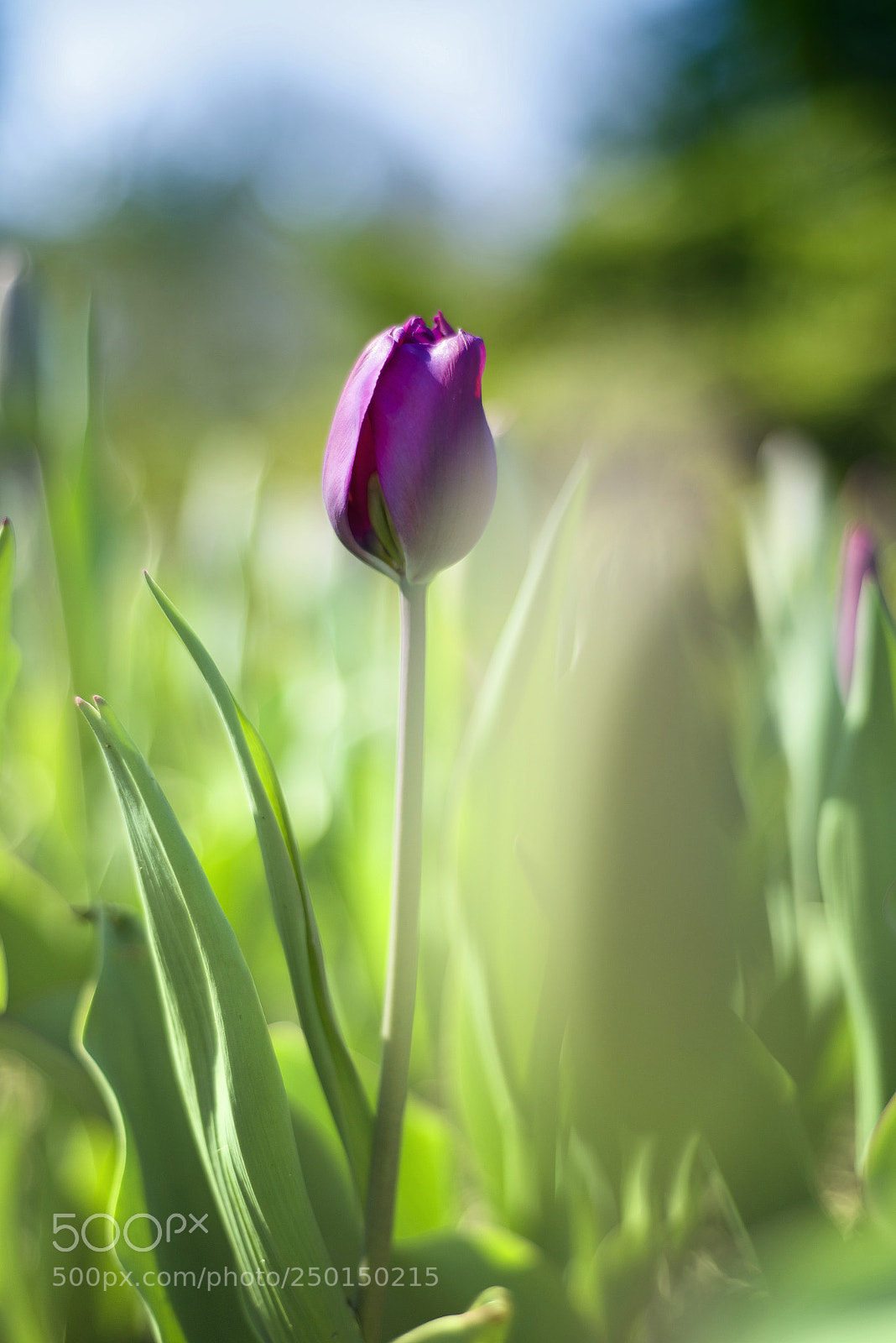 Nikon D600 sample photo. Spring photography