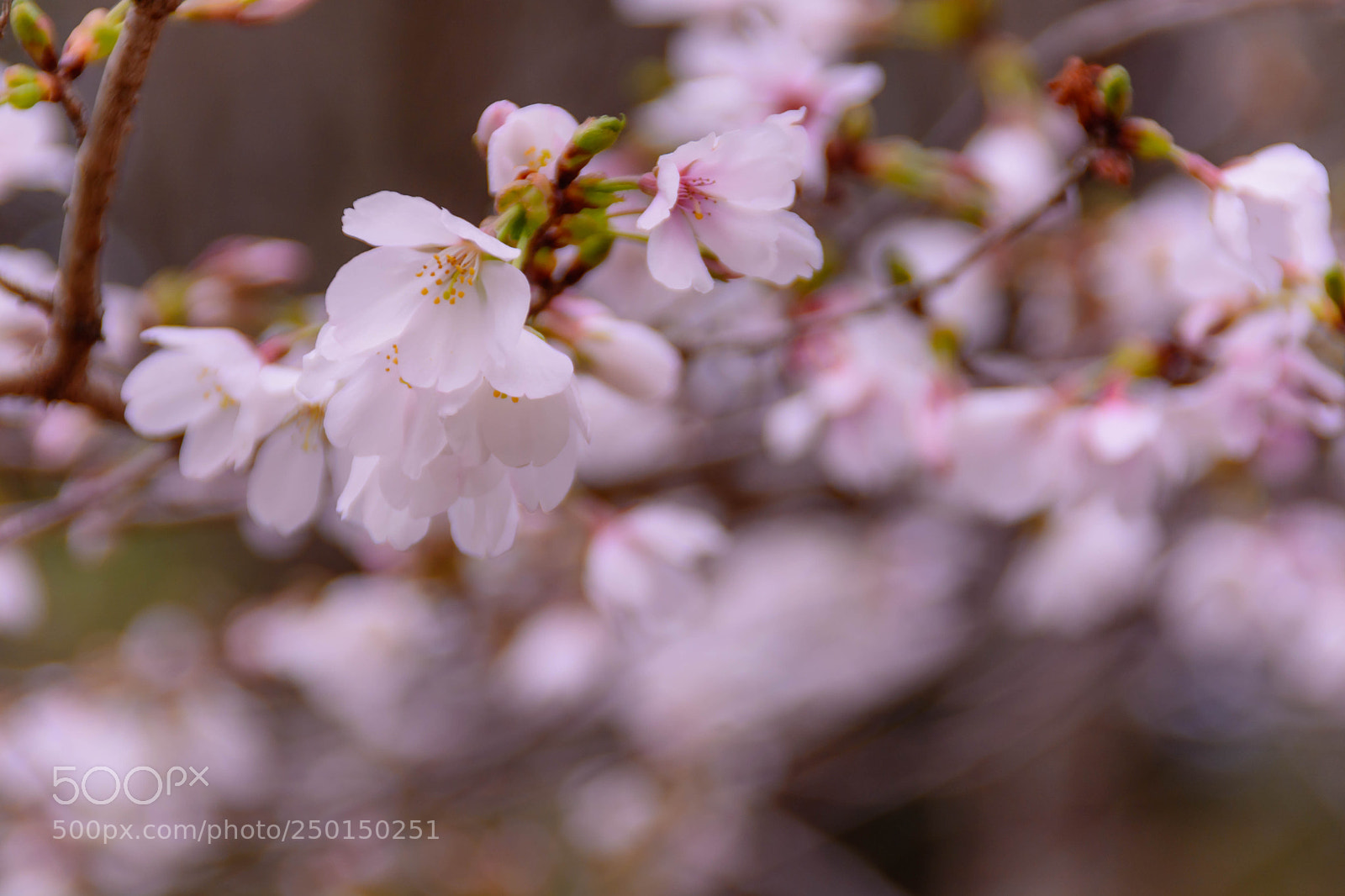 Nikon D5200 sample photo. サクラ#2 photography