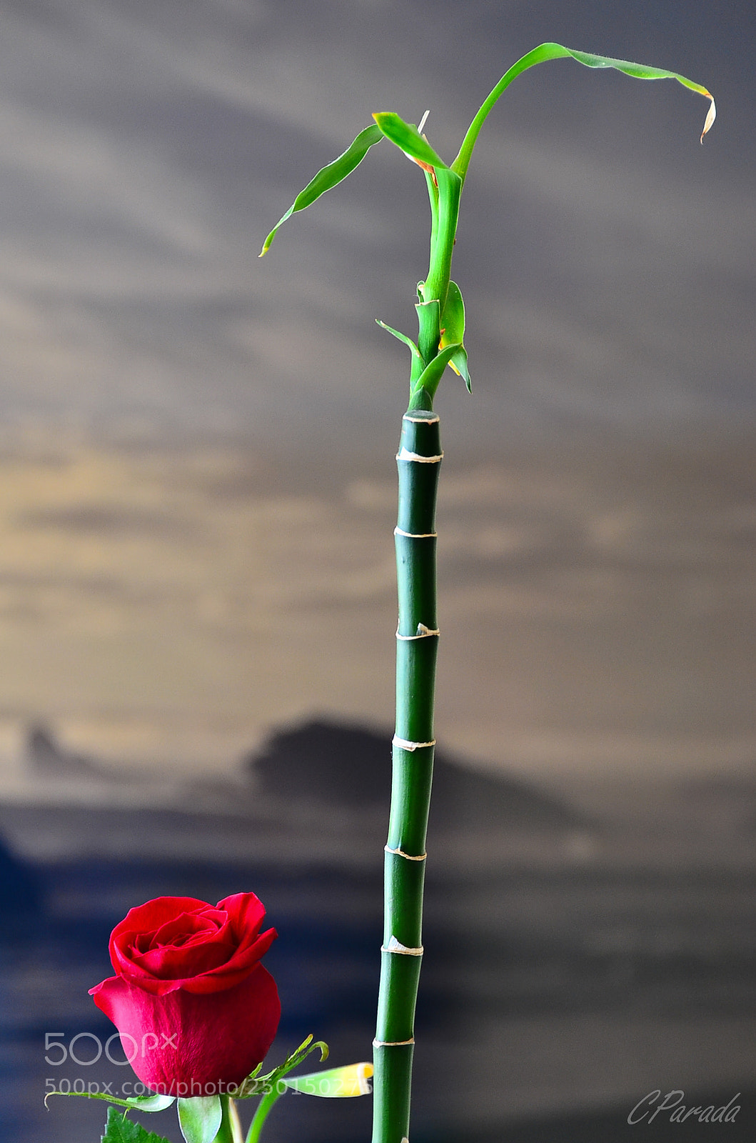 Nikon D7000 sample photo. Untitled photography
