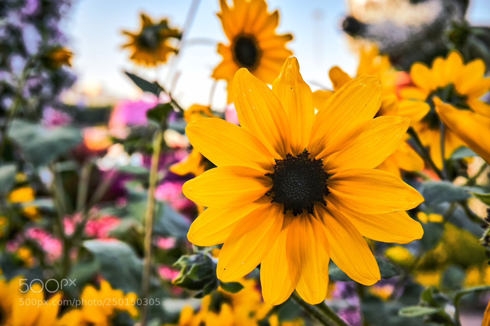 Sony a6000 sample photo. Untitled photography