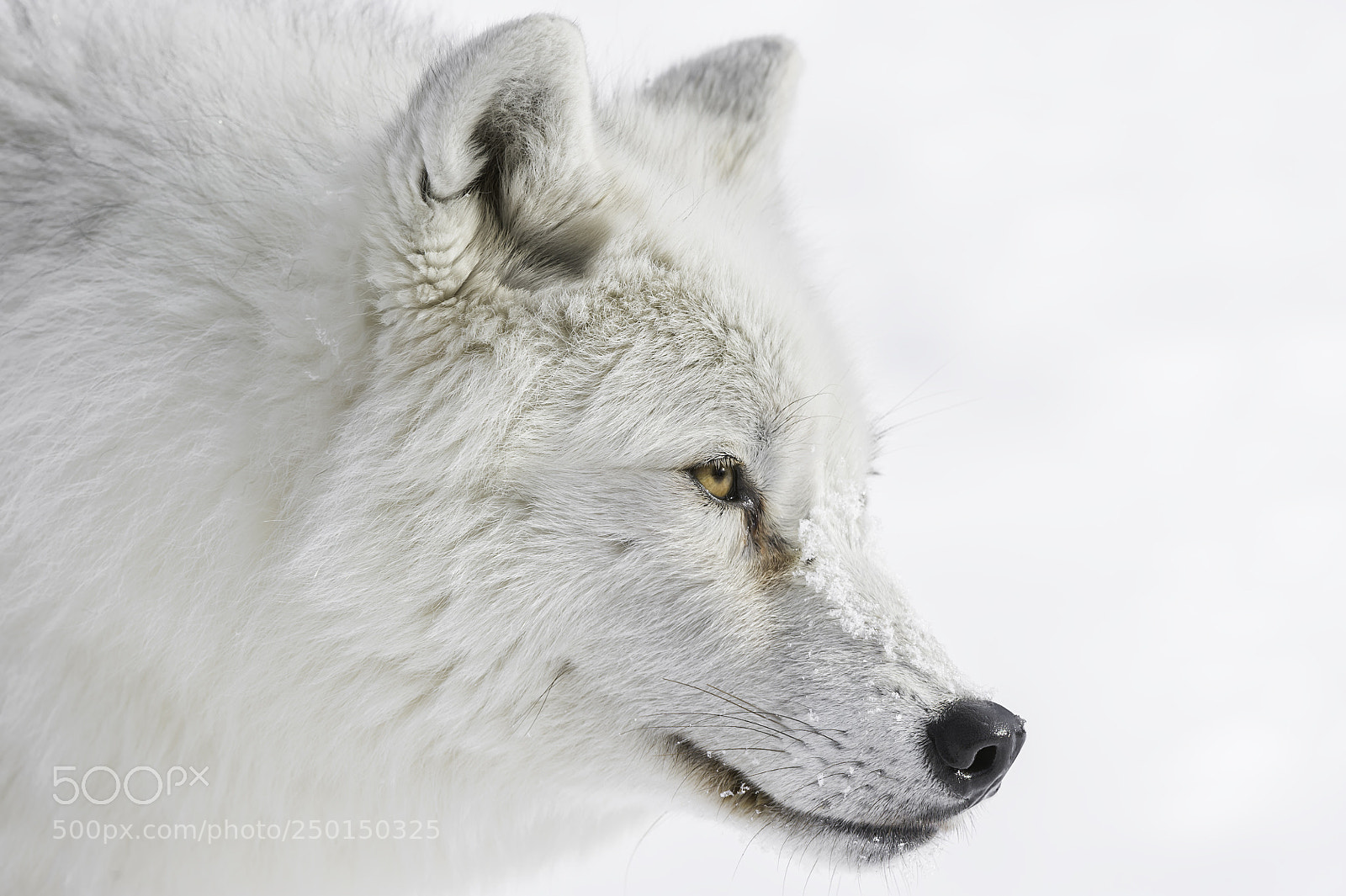 Nikon D3S sample photo. Arctic wolf profile photography
