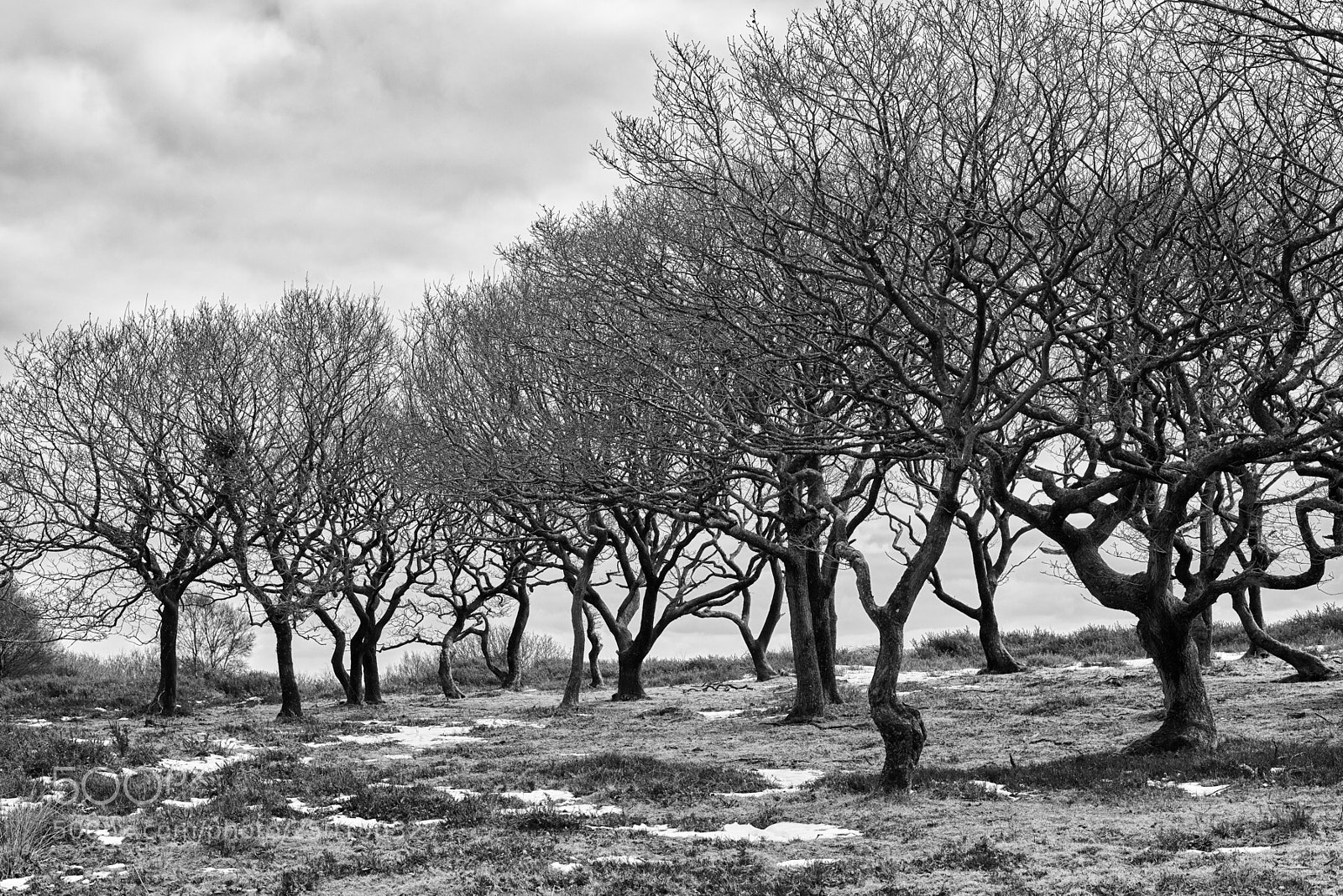 Nikon D800 sample photo. Tangled photography