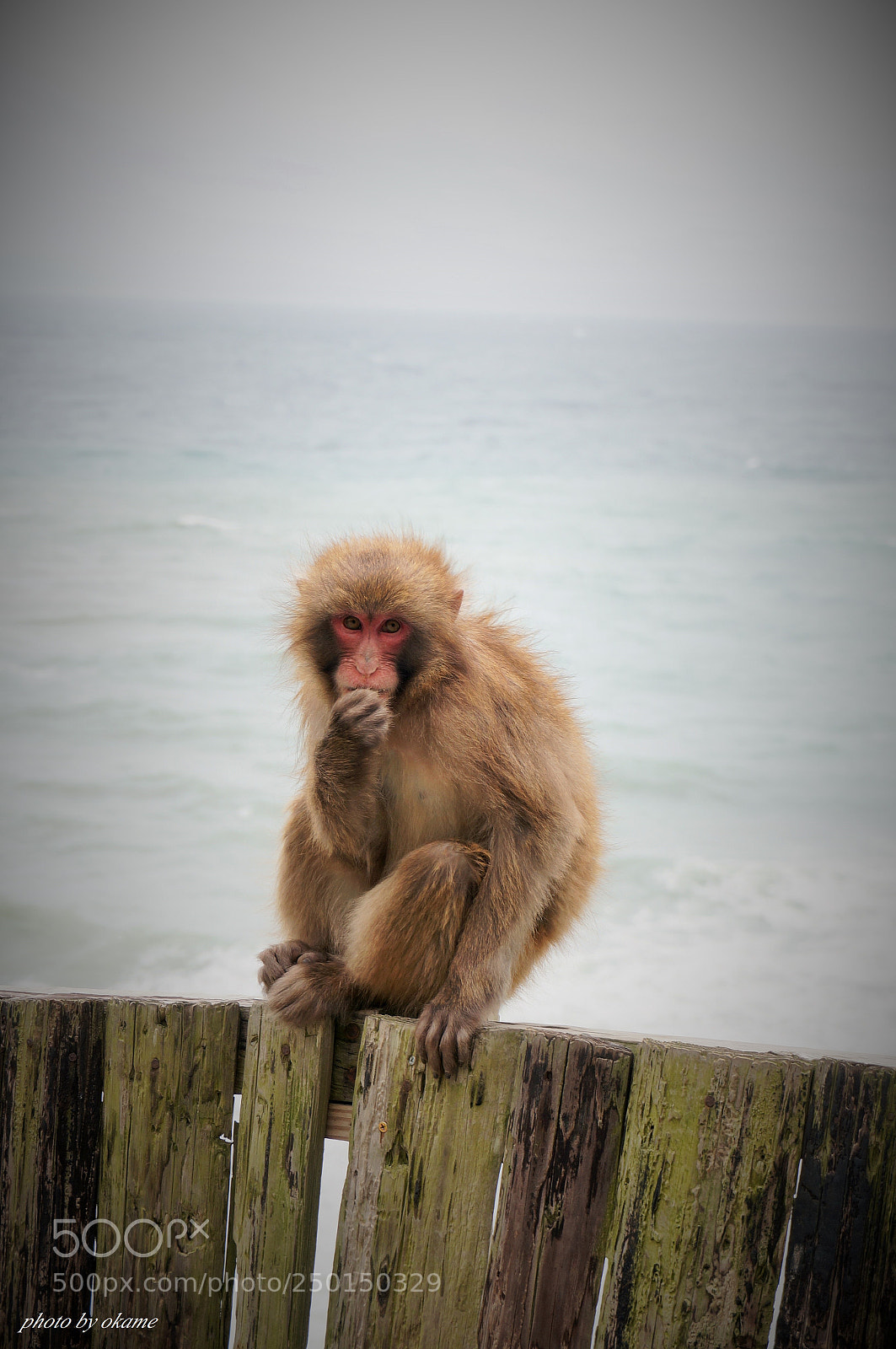 Sony Alpha NEX-5R sample photo. (look sharp) photography