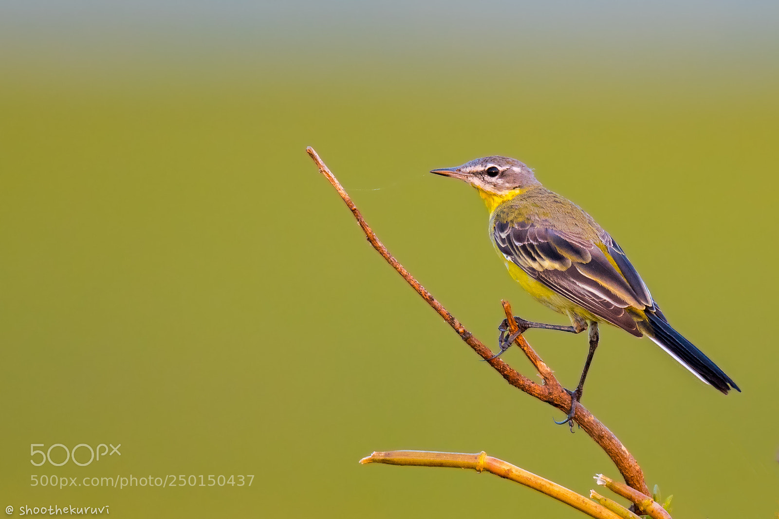 Nikon D500 sample photo. Yellow wagtail photography