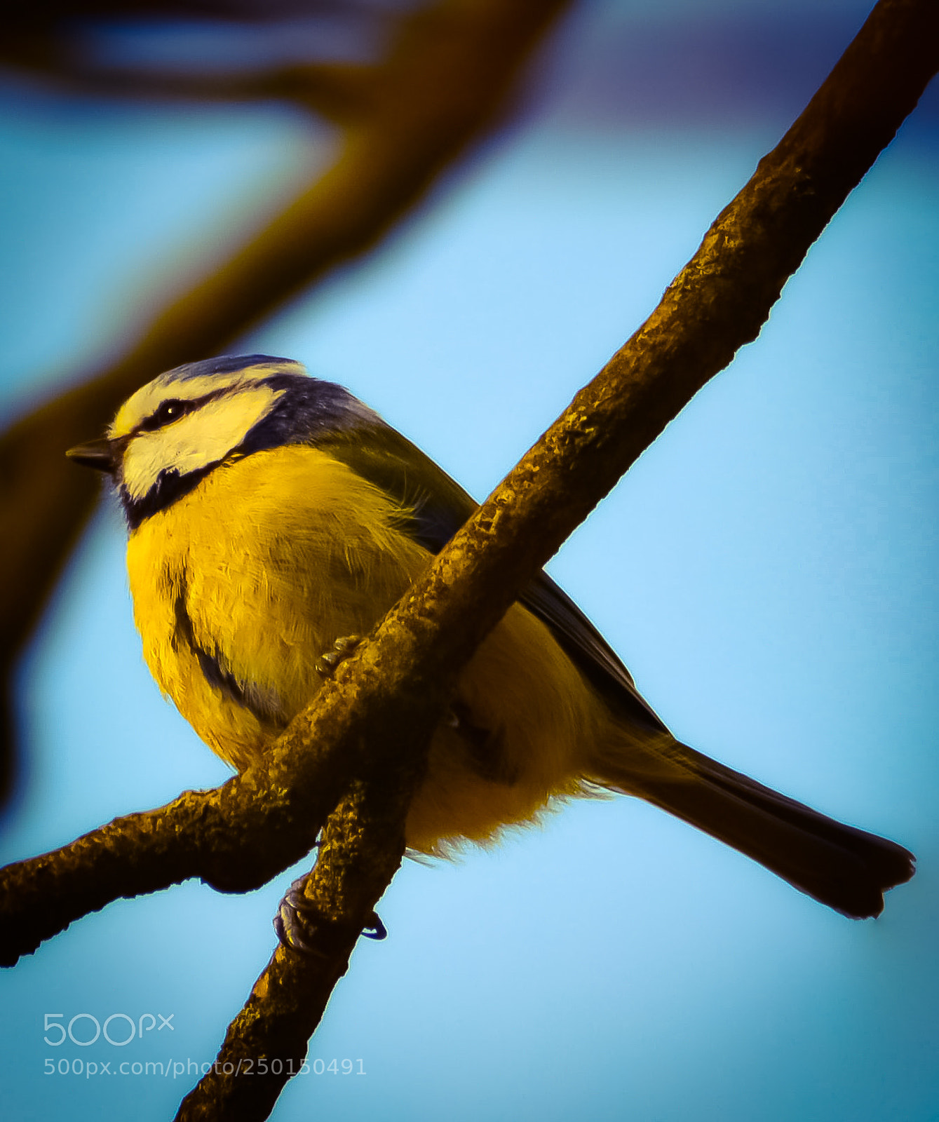 Nikon D3200 sample photo. Blue tit photography