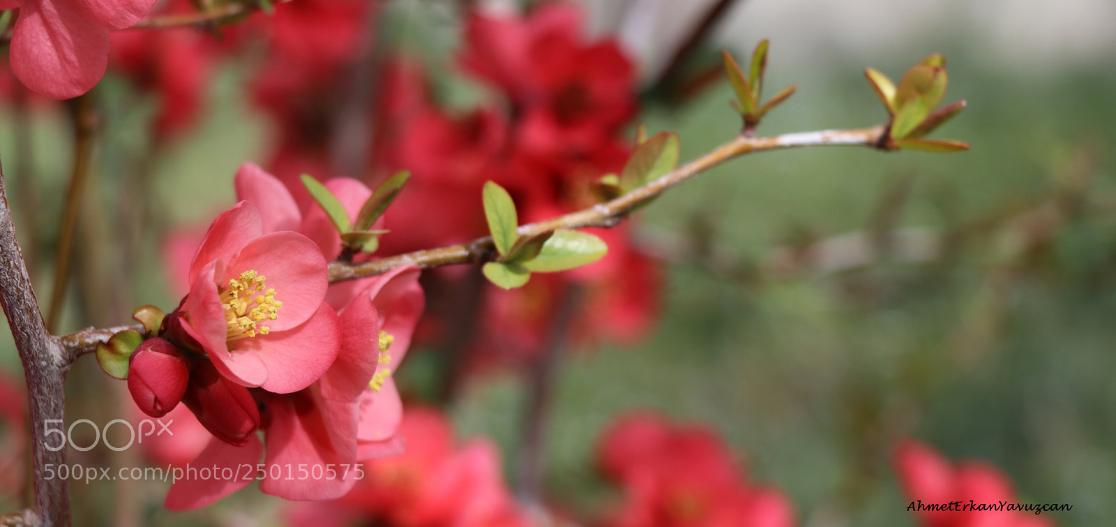 Canon EOS 80D sample photo. Haberci / harbinger photography