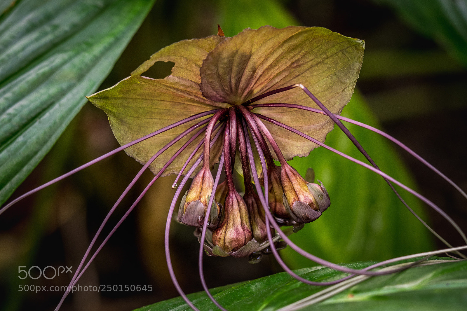 Olympus OM-D E-M1 sample photo. Tacca chantrieri photography
