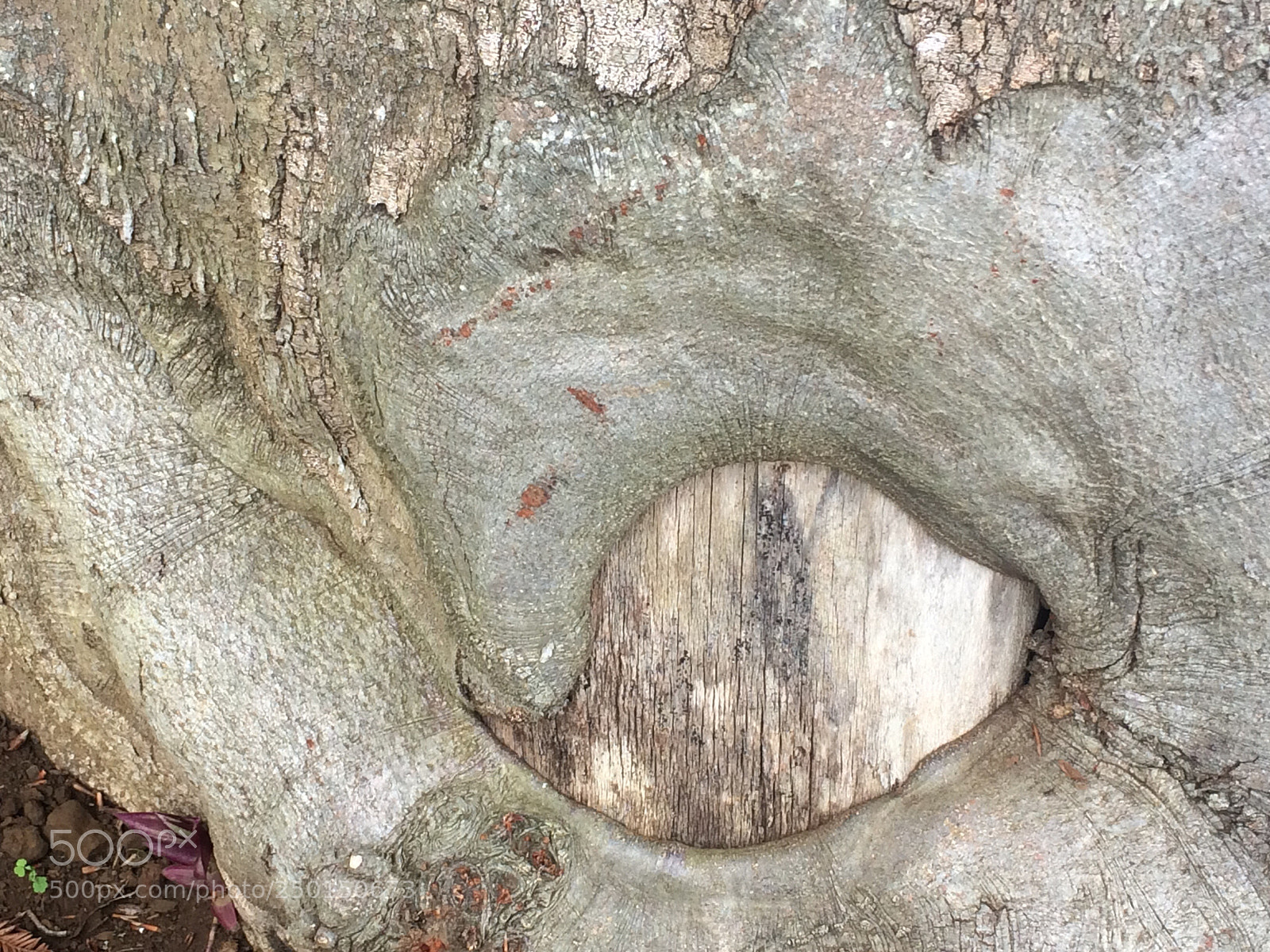 Apple iPhone 5s sample photo. Un arbre, un jour photography