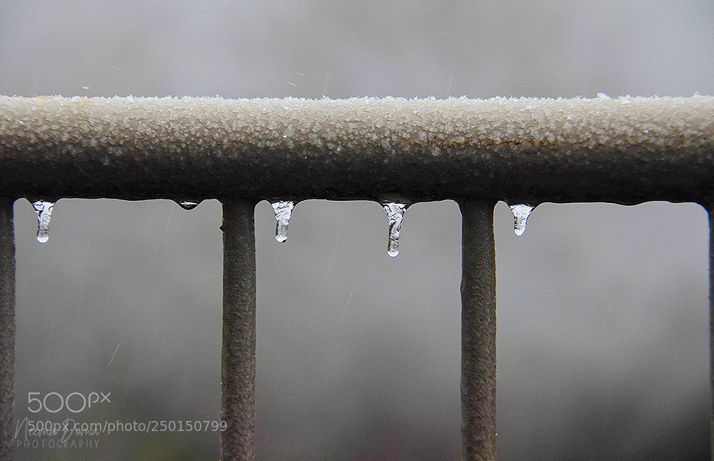 Nikon D7000 sample photo. Rain and ice photography