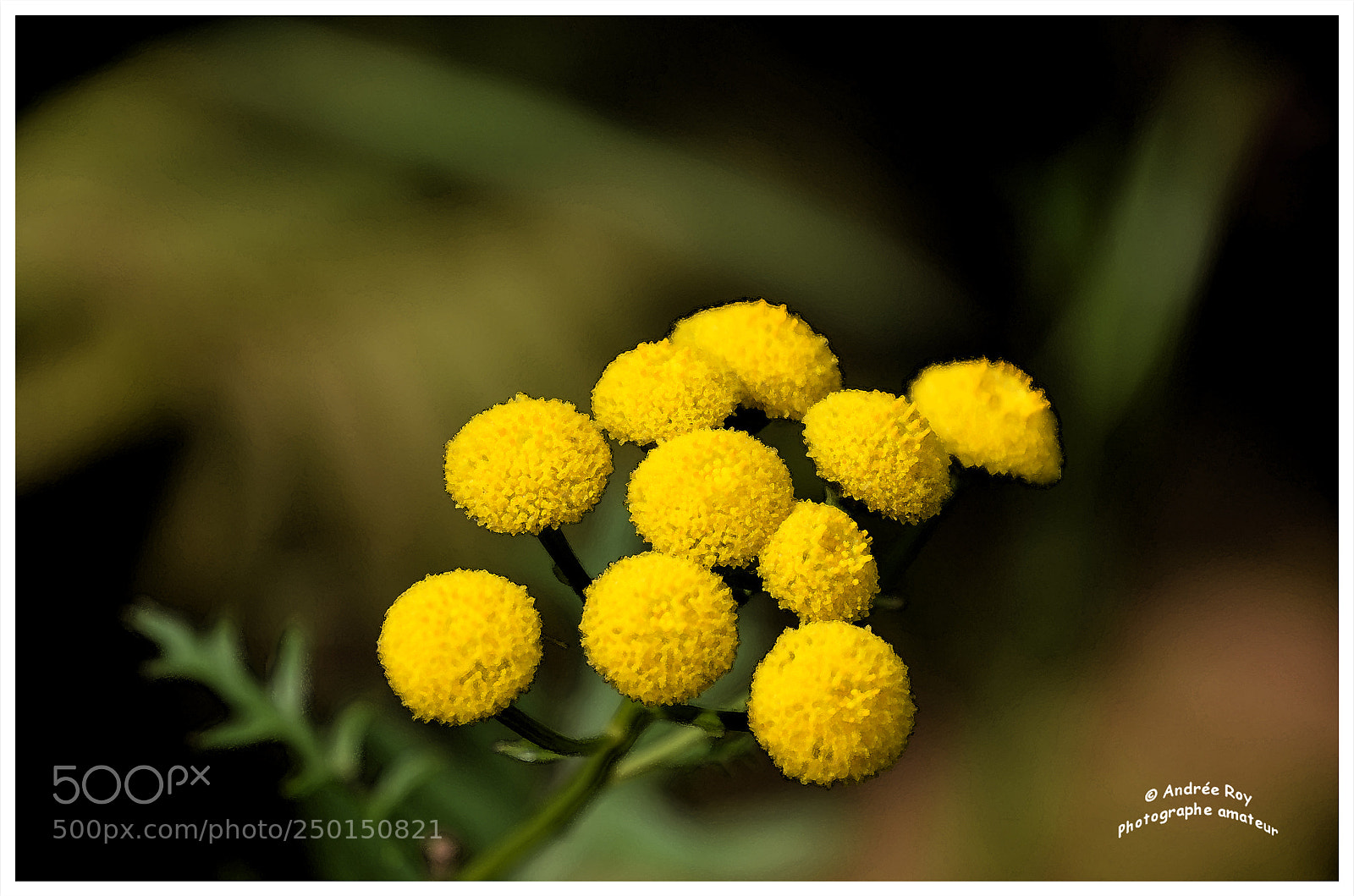 Nikon D5100 sample photo. Fleurs photography