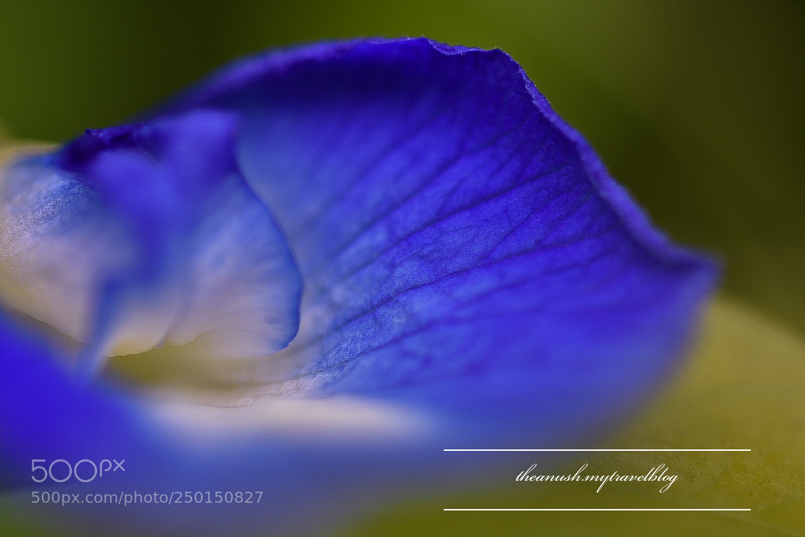 Nikon D7200 sample photo. My macro work.  photography