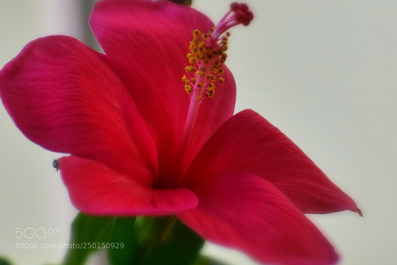 Nikon D5300 sample photo. Hibiscus photography