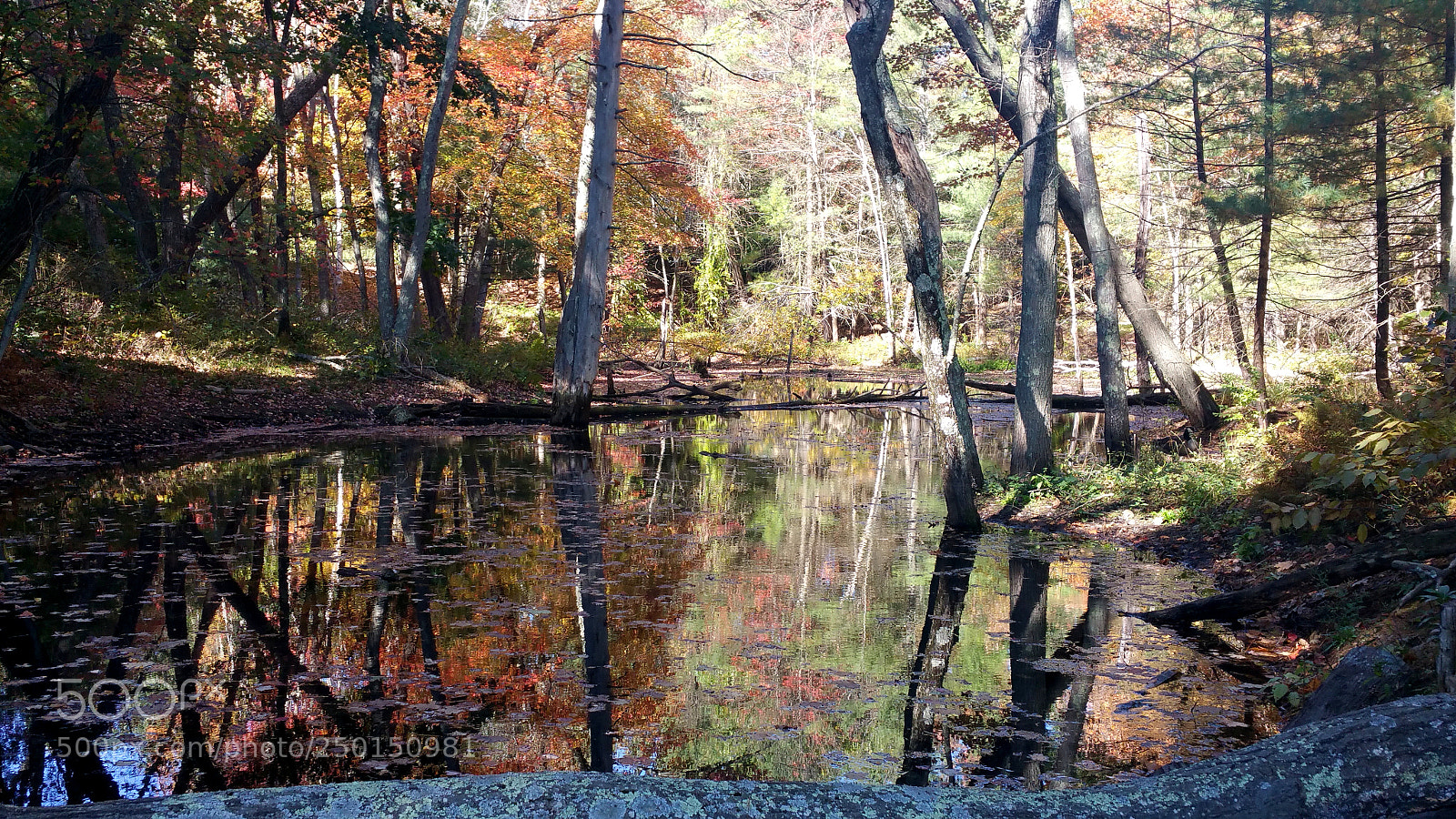 Samsung Galaxy Note4 sample photo. Baker's meadow swamp photography