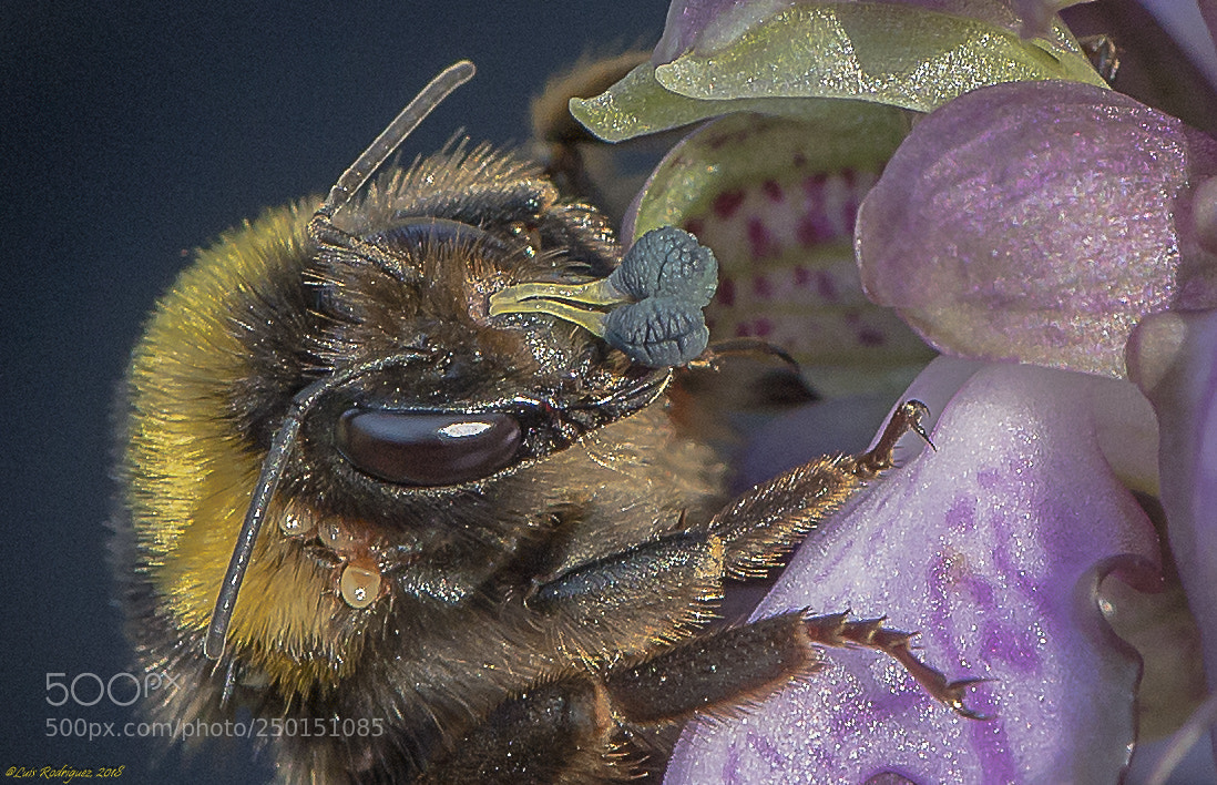 Nikon D610 sample photo. Pollination. orchidea photography