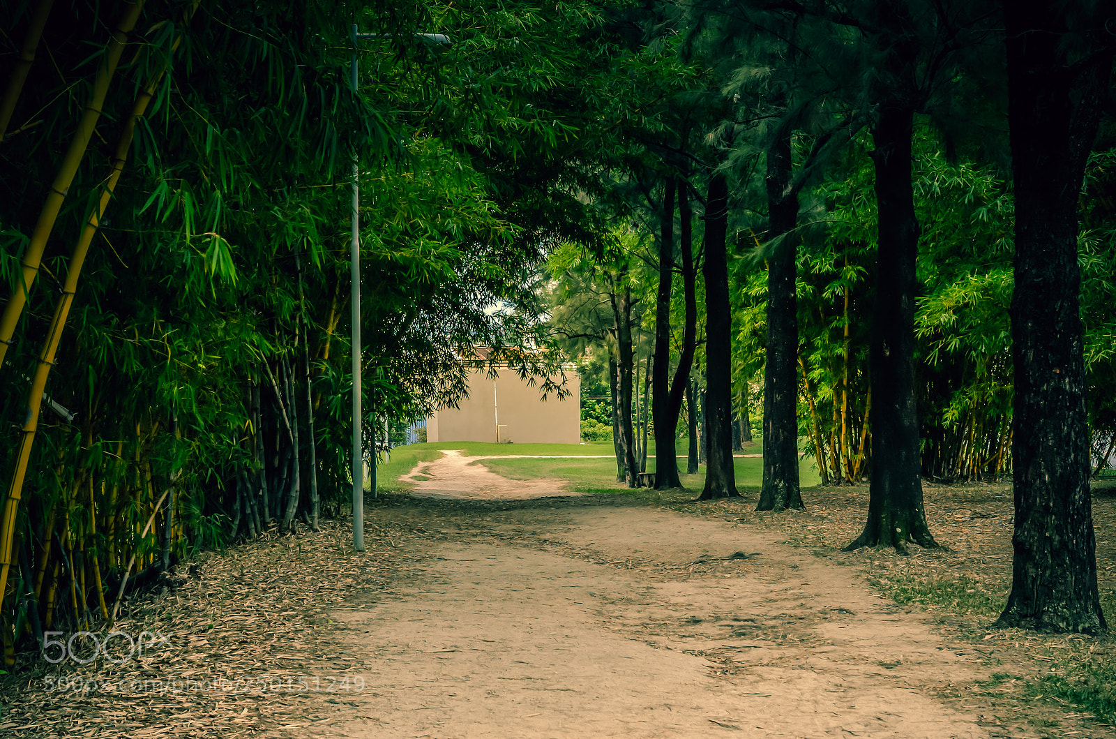 Nikon D5100 sample photo. Untitled photography