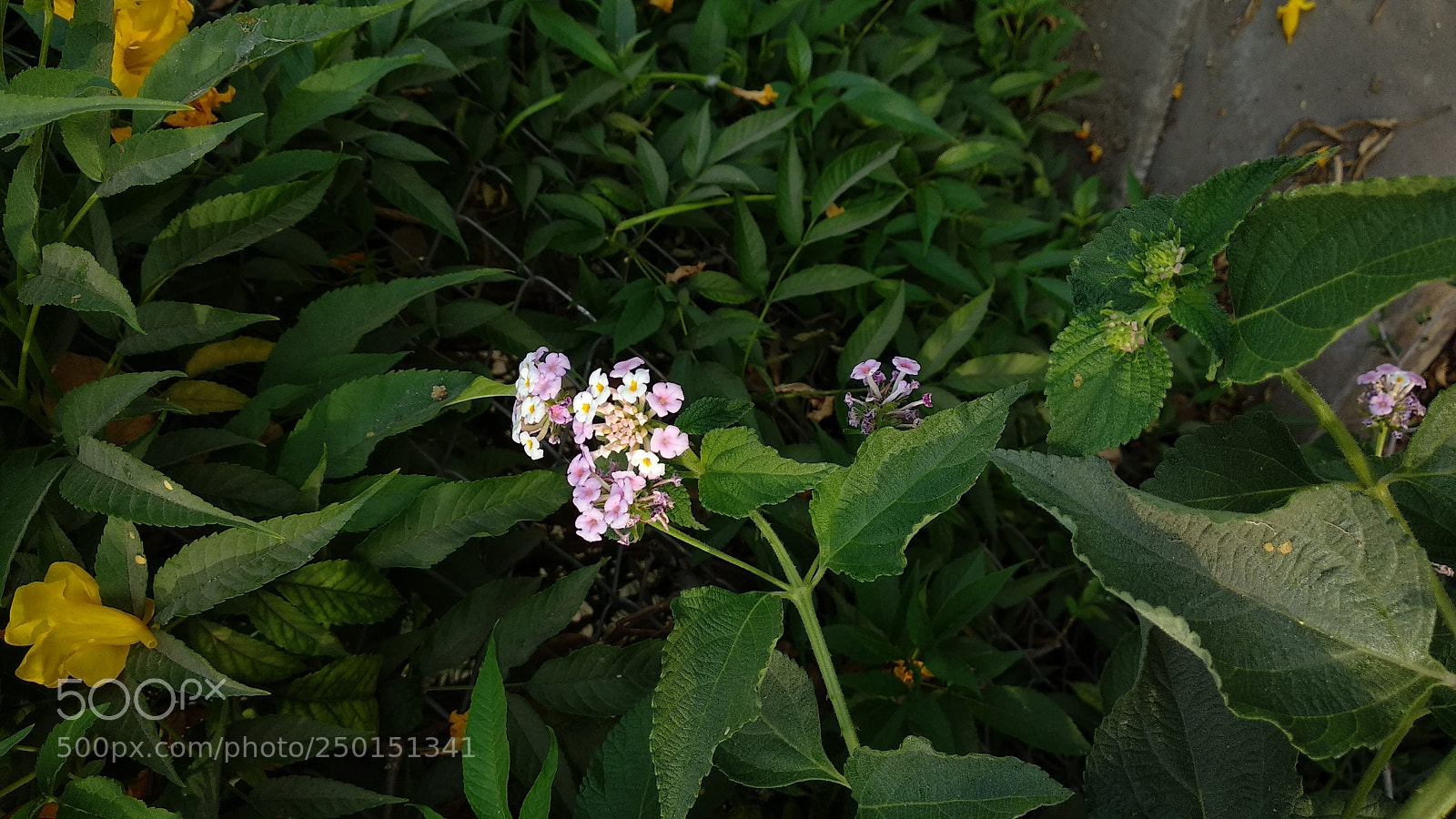 Xiaomi Mi A1 sample photo. Untitled photography