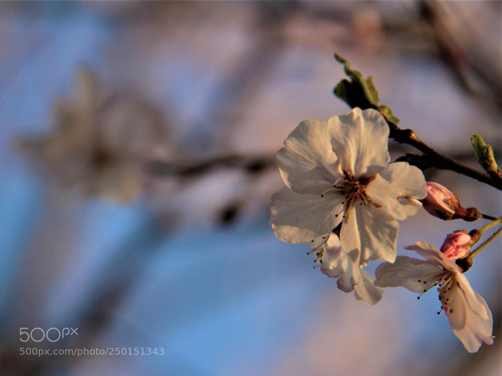 Canon EOS 100D (EOS Rebel SL1 / EOS Kiss X7) sample photo. Img photography