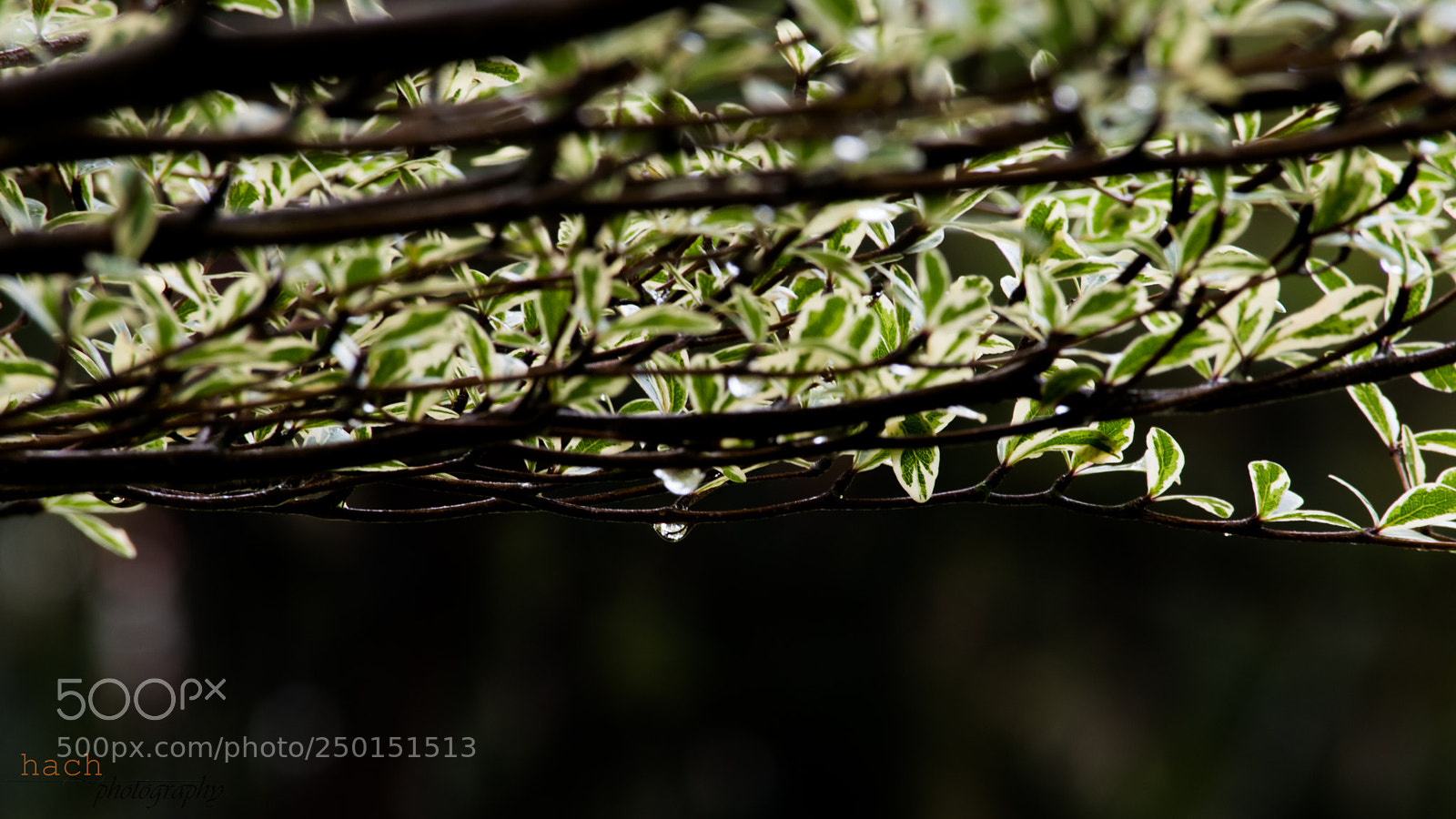 Nikon D5500 sample photo. Drop of heaven photography