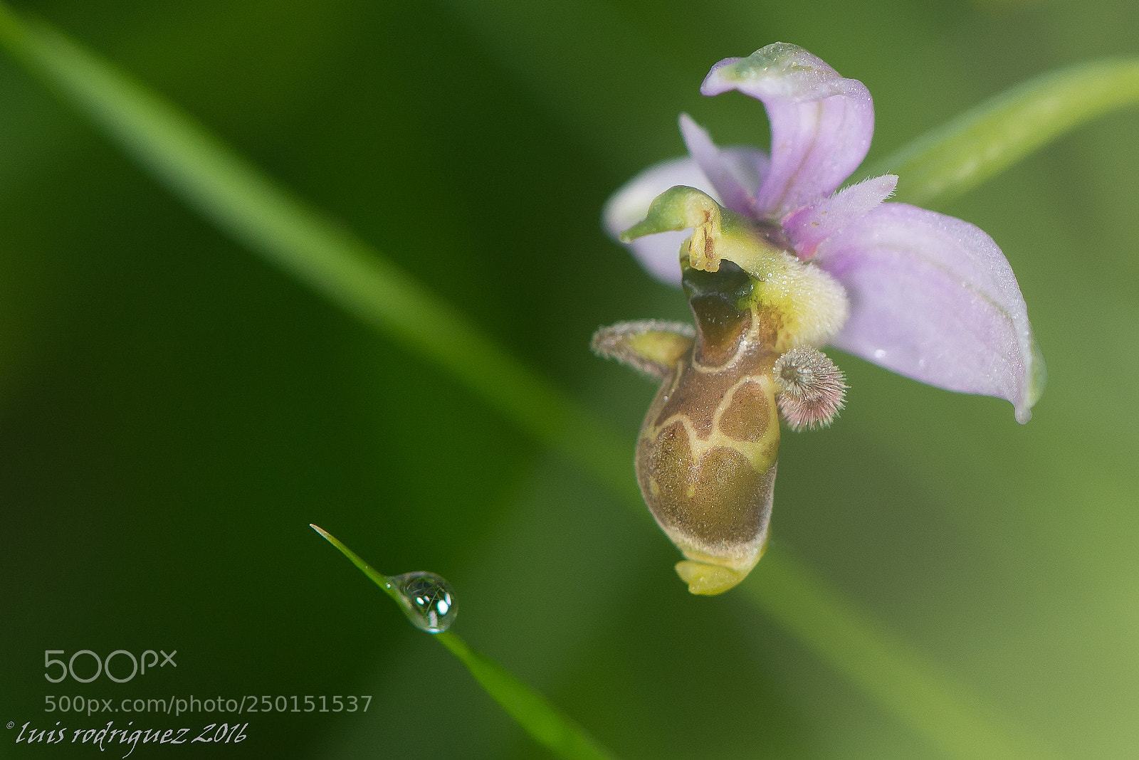 Nikon D610 sample photo. Orchid photography