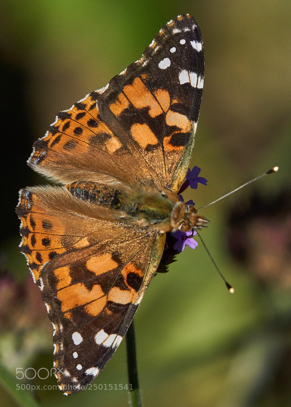 Sony a6000 sample photo. Painted lady photography