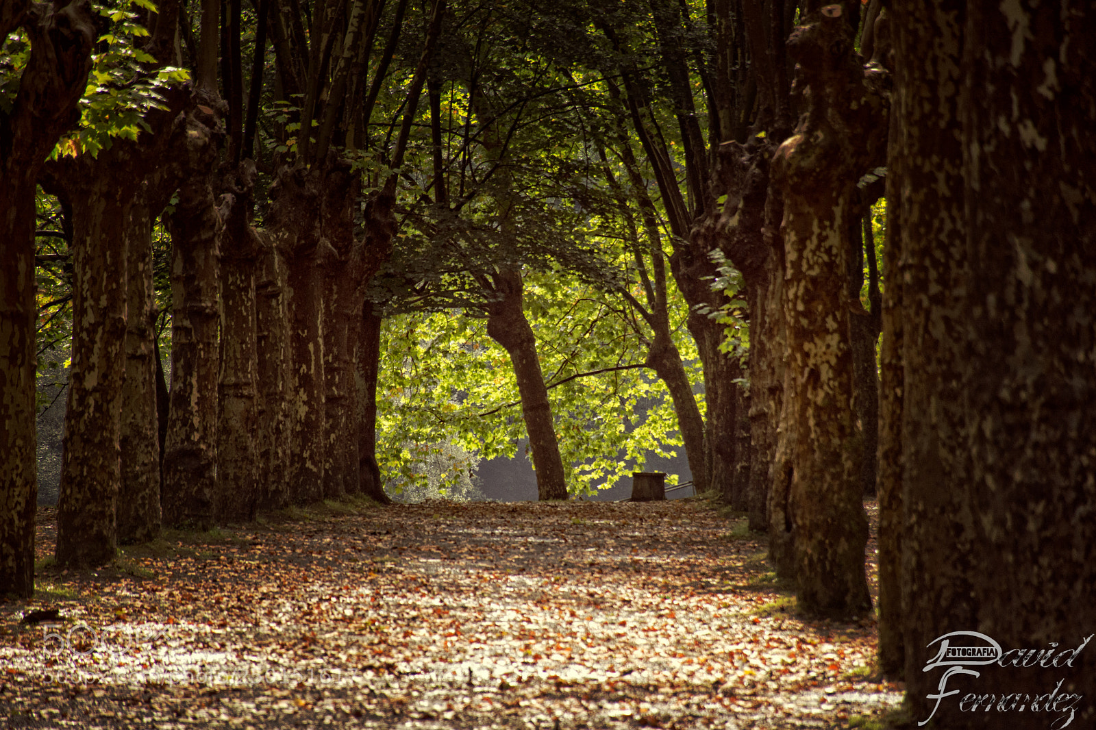 Nikon D7200 sample photo. Dia internacional de los photography