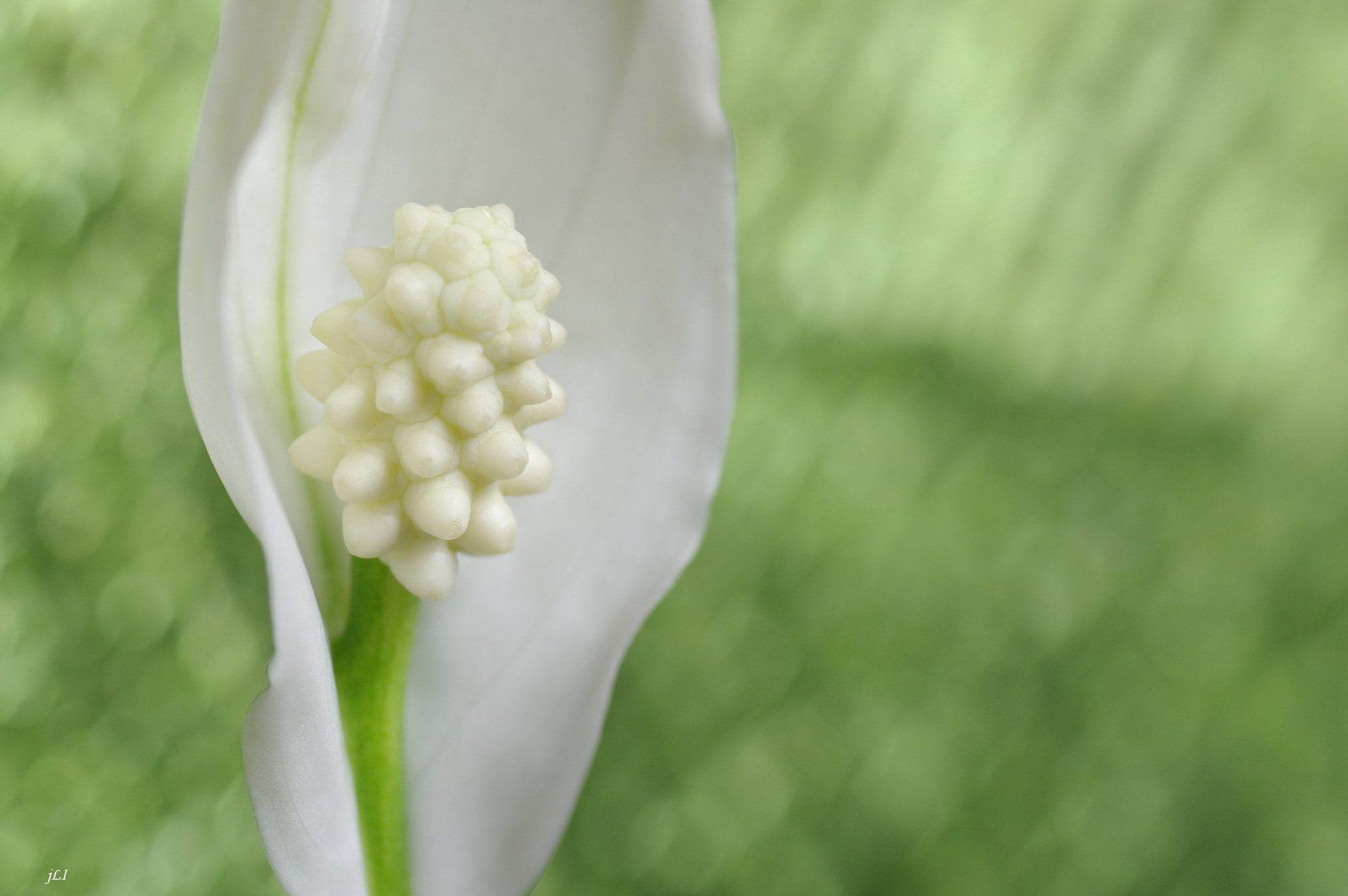 Pentax K-3 + Tamron SP AF 90mm F2.8 Di Macro sample photo. The poetry of nature : lxxix ;) photography