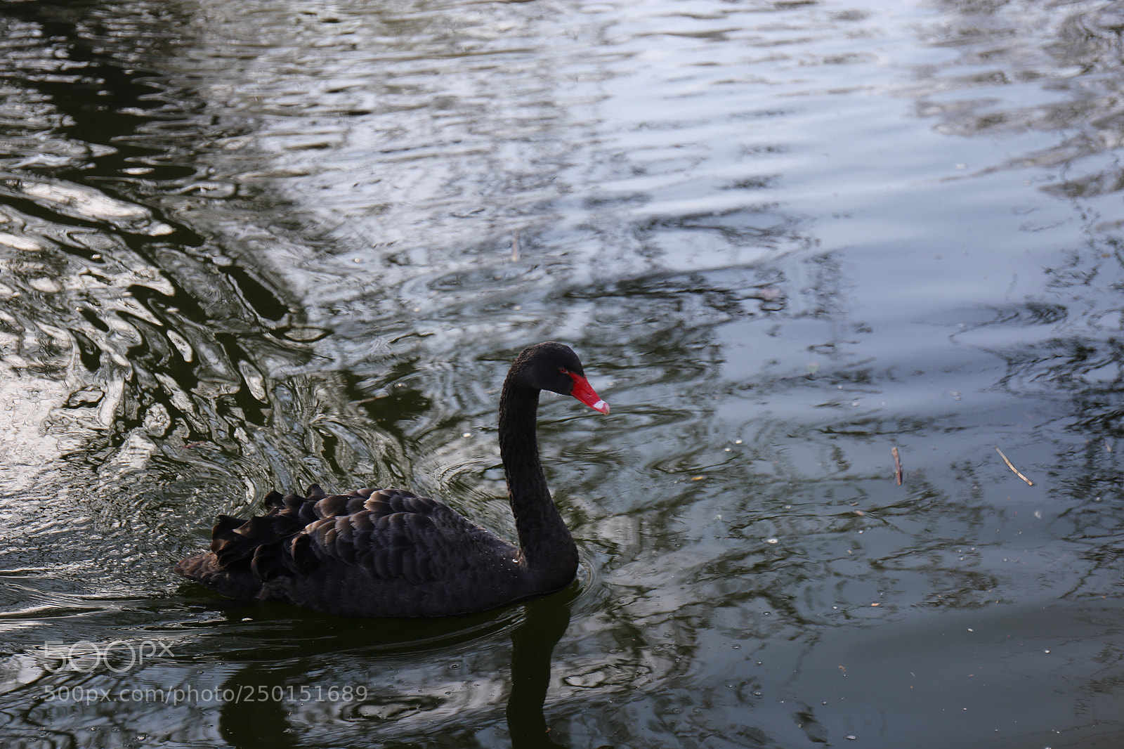 Canon EOS 6D sample photo. Black swan photography