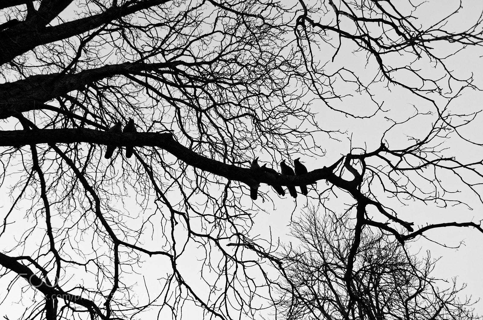 Nikon D3300 sample photo. Drunk birds singing drinking photography
